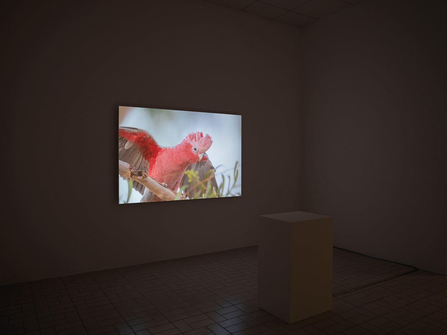 Installation view: Richard Frater, Common Birds, 2018, Installation view:The Oracle, Berlin