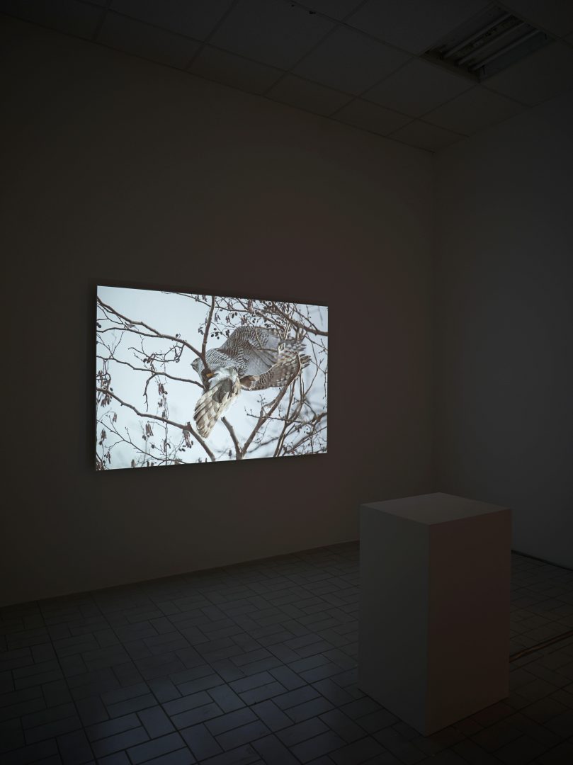 Installation view: Richard Frater, Common Birds, 2018, Installation view:The Oracle, Berlin