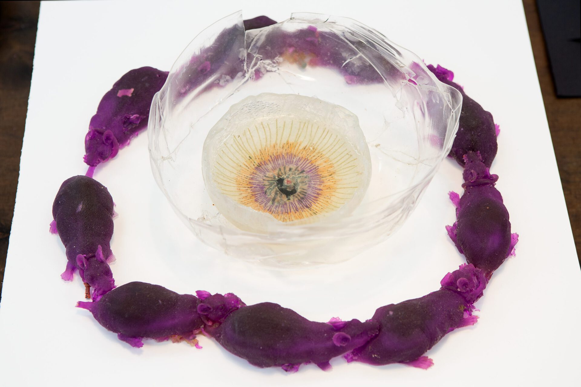 Anders Dickson, circular logig around nutrition, detail 1