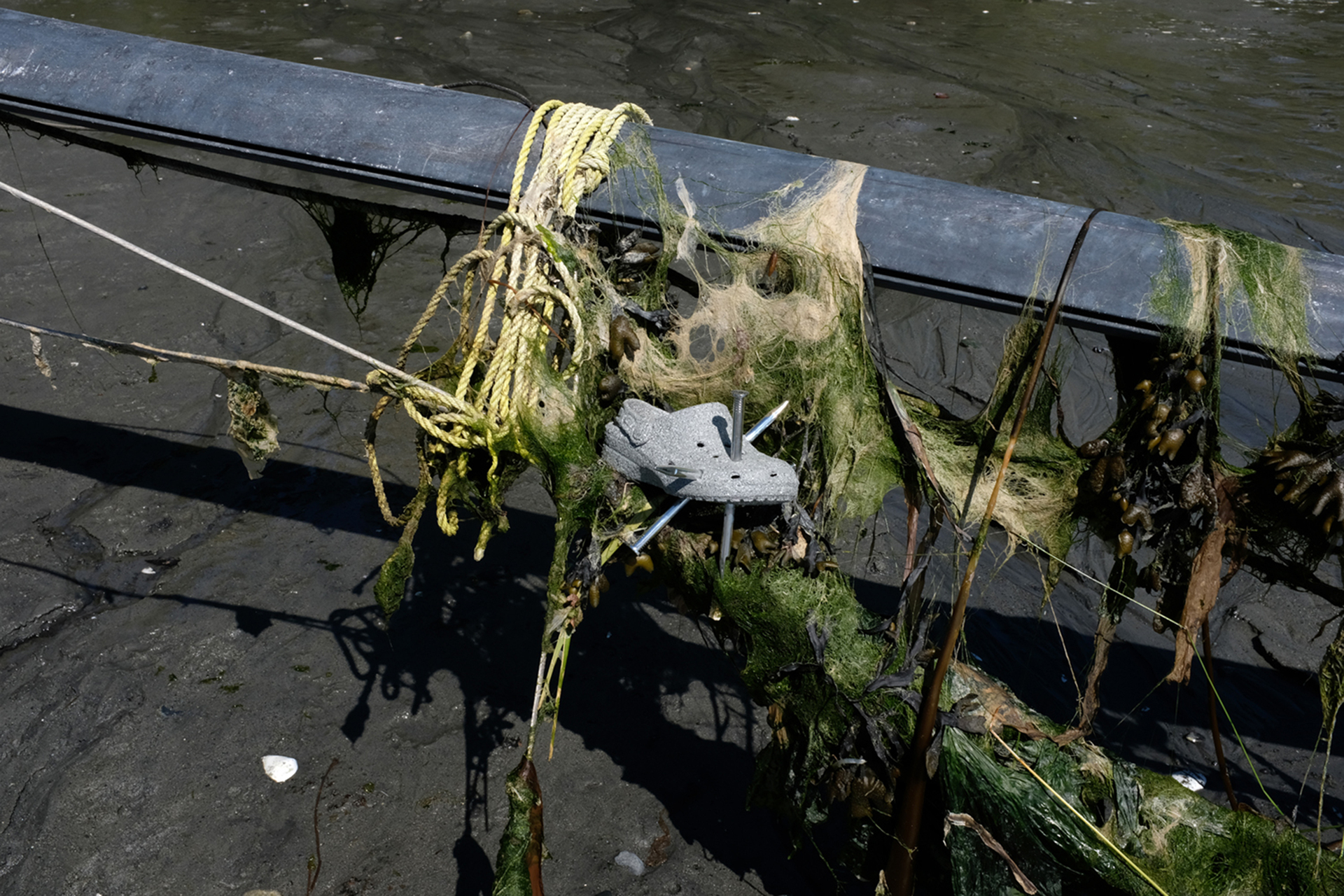 Graham Wiebe, Croc, 2020, croc, spray stone, fake nails, dimensions variable