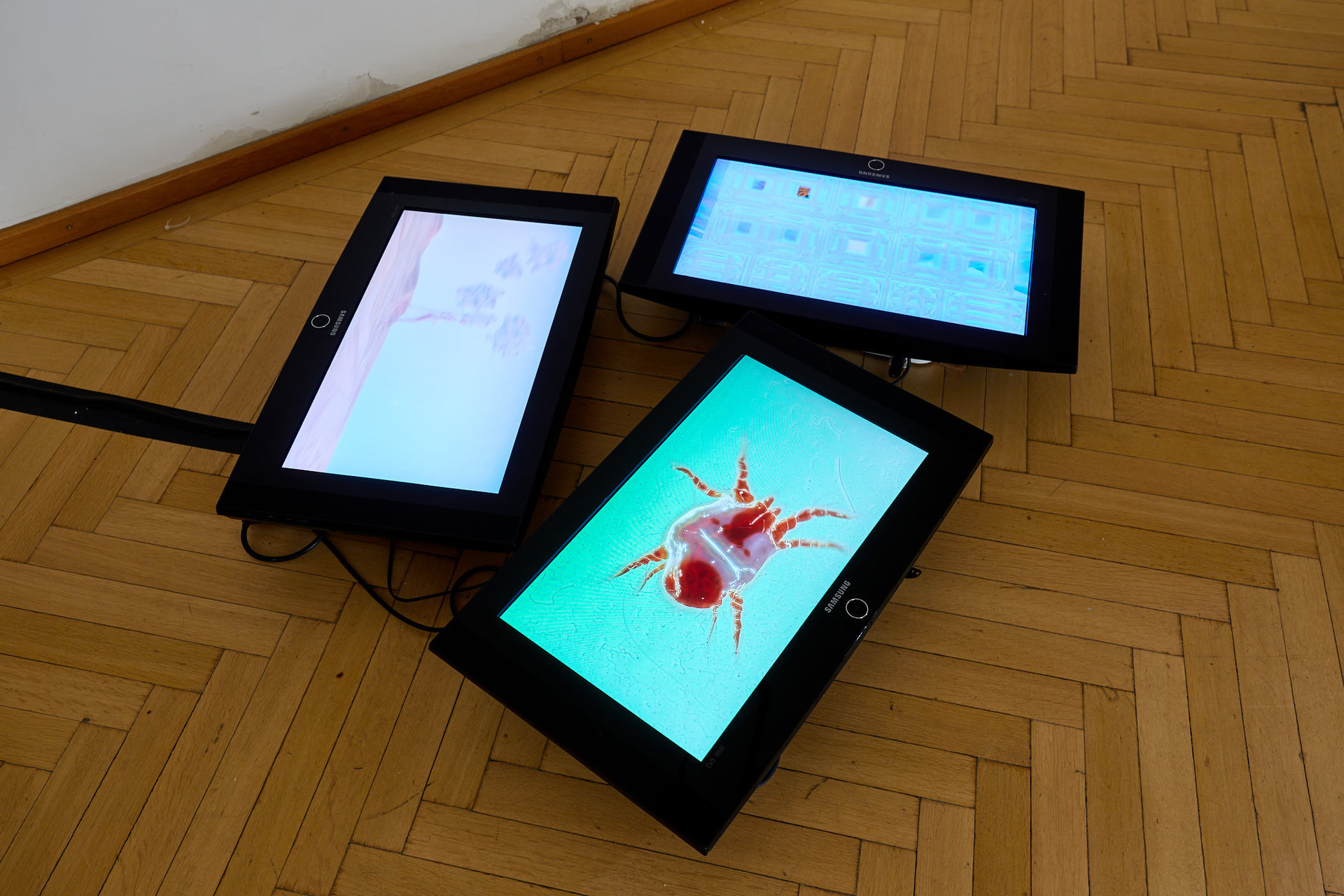 Evelina Jonsson Charlene 2020, 3-channel video installation