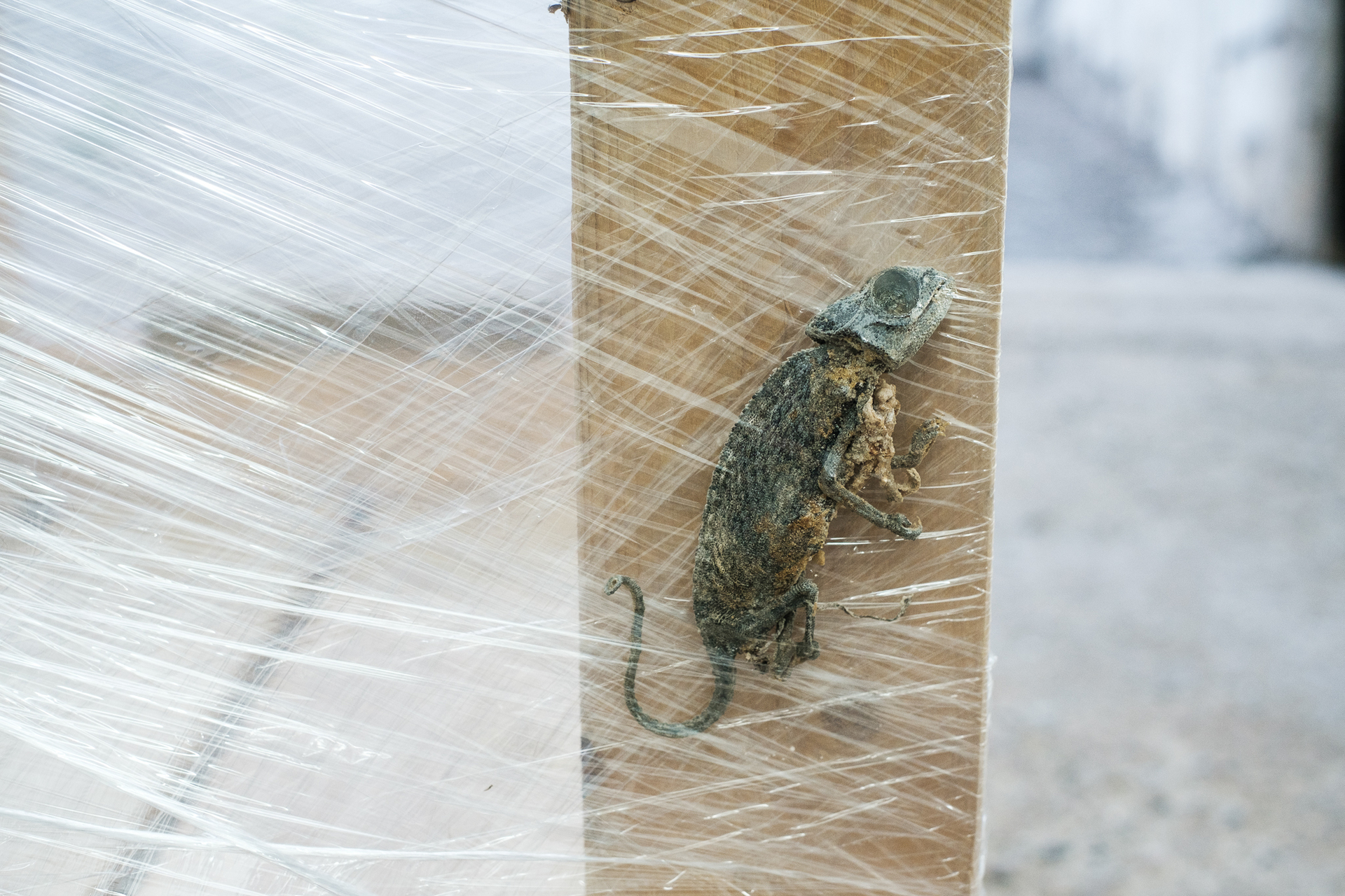 David Haack Monberg, Exo Exo Exo Exo II, 2019, wooden structural support for shipping, LDPE stretch film, dried chameleon, variable dimensions, detail