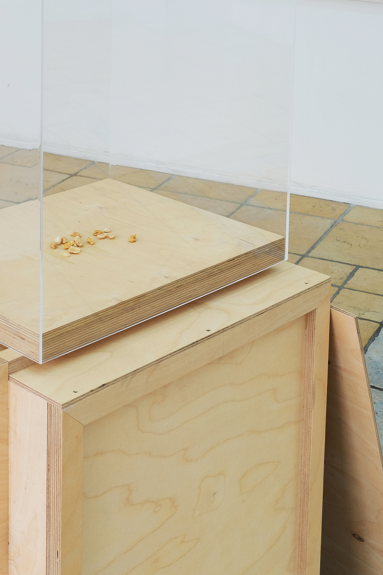 Eva Dittrich, PEANUTS, Peanuts carved from almonds, hazelnuts, walnuts and cashews, each ca. 1cm (original size), 2020 Transportkiste (multiplex) 65 × 45 × 45 cm, acrylic glass hood 2020