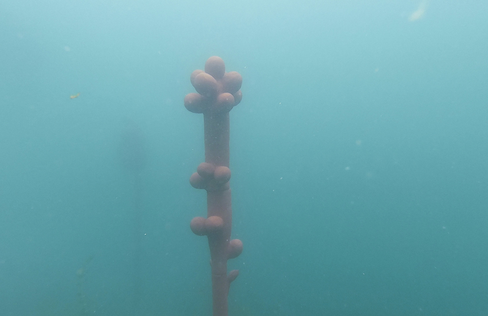 Marie Griesmar, Benthic Zone series (2019-2020)