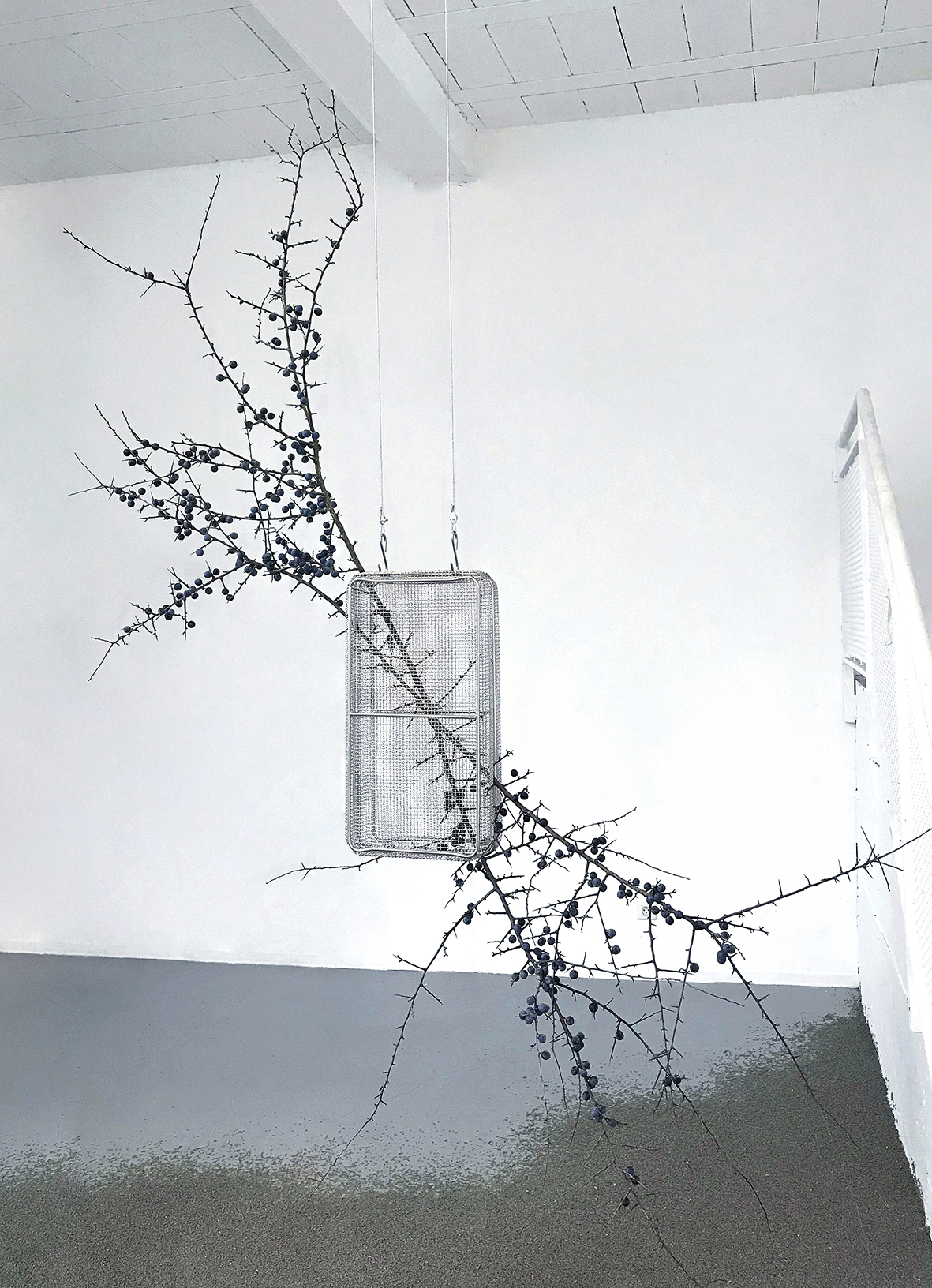 Floryan Varennes, Gothic, my love, 2020, Medical sterilization bins, black thorns (Prunus spinosa), medical hooks, cables,  220  x 190 cm