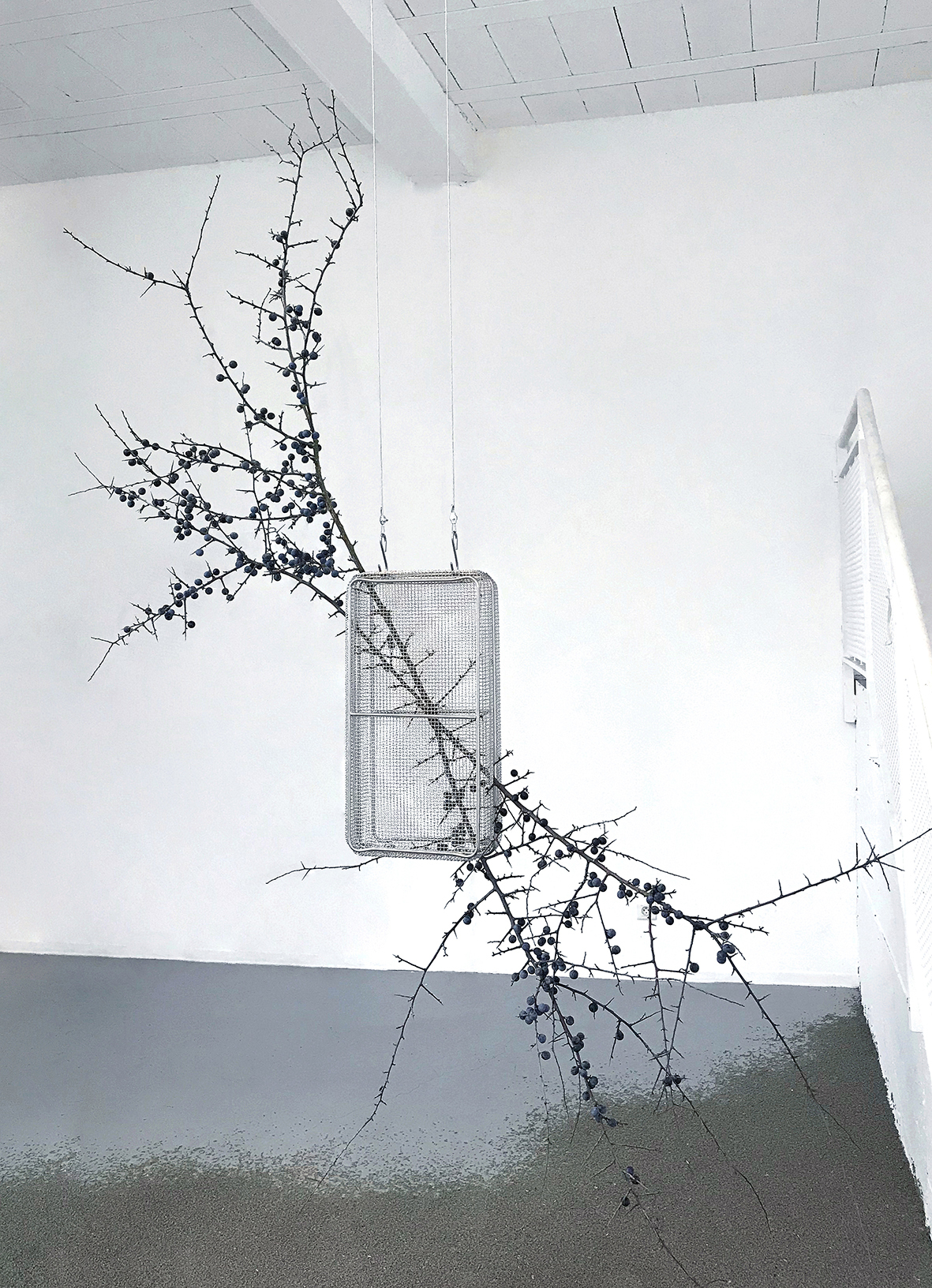 Floryan Varennes, Gothic, my love, 2020, Medical sterilization bins, black thorns (Prunus spinosa), medical hooks, cables, 220 x 190 cm
