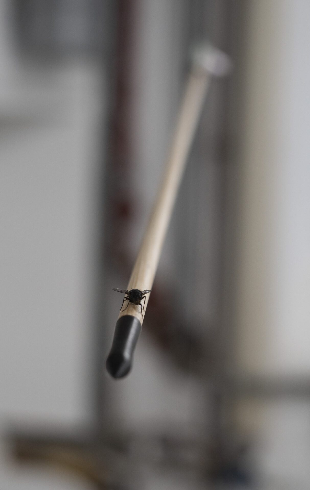 Vincent Scheers, The day the fly decided to go for a ride, 2020, wooden arrow, fly