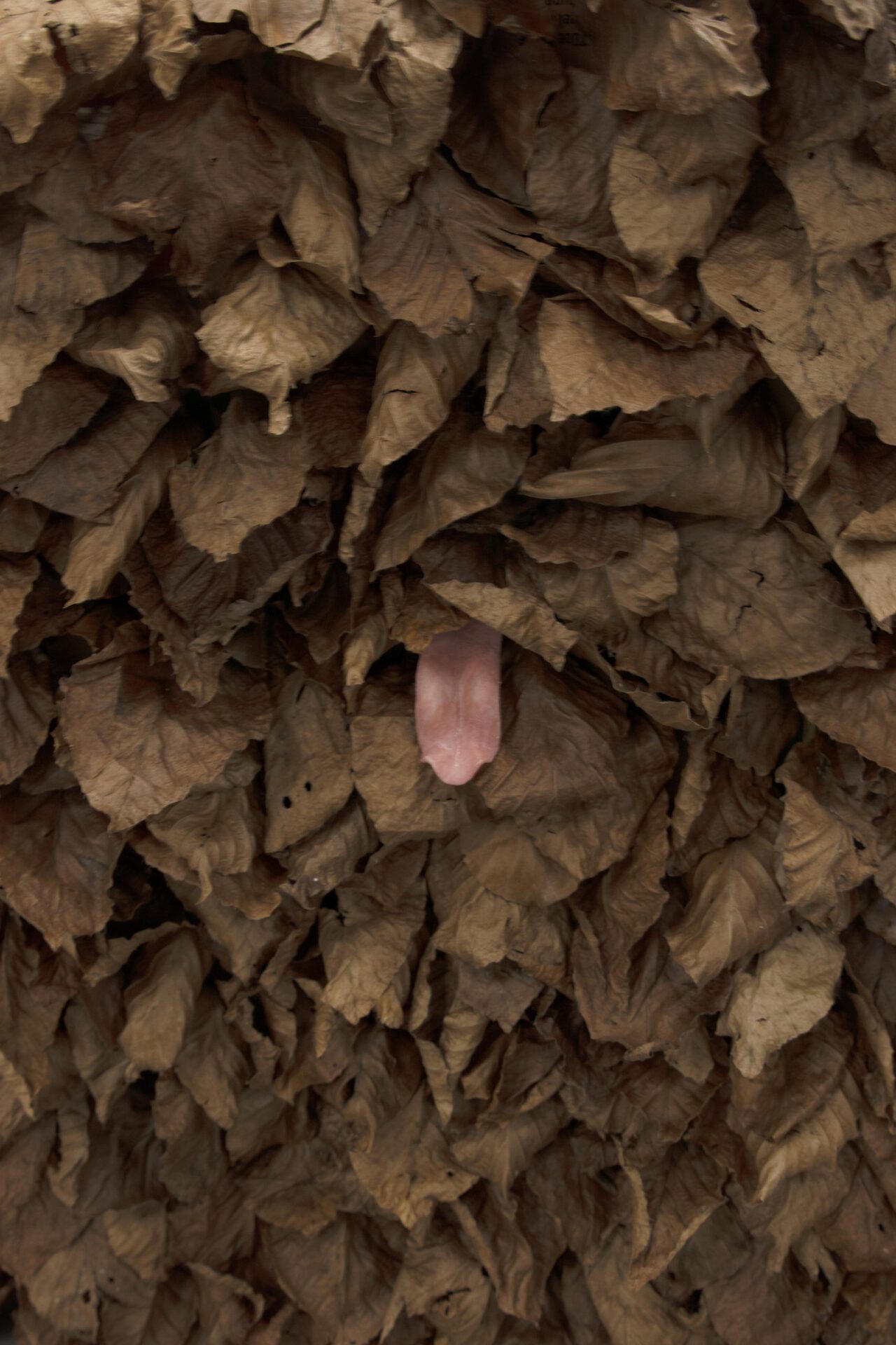Vincent Scheers, the neighbours, 2020