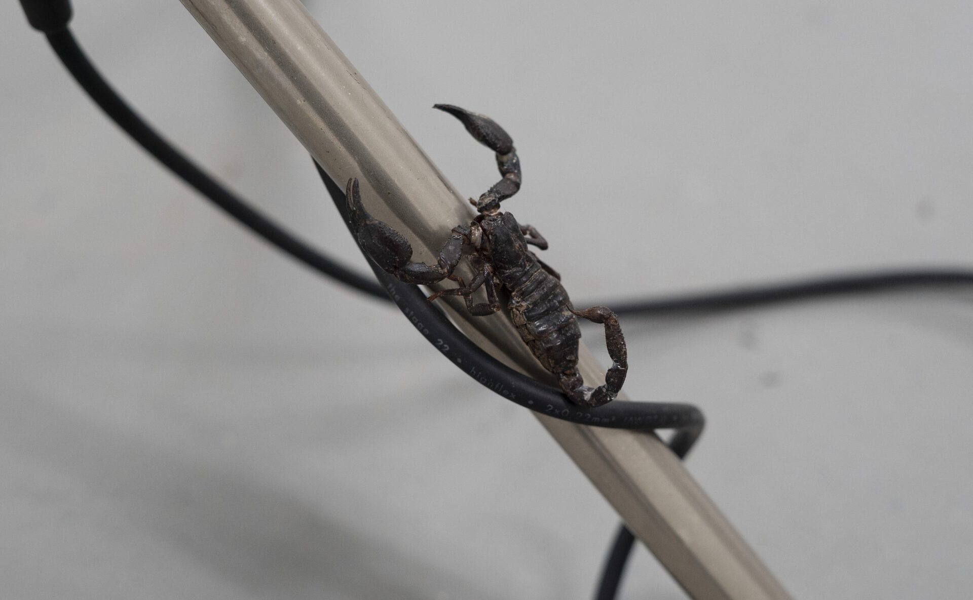 Vincent Scheers, Attention, 2020, Microphone stand, Scorpion