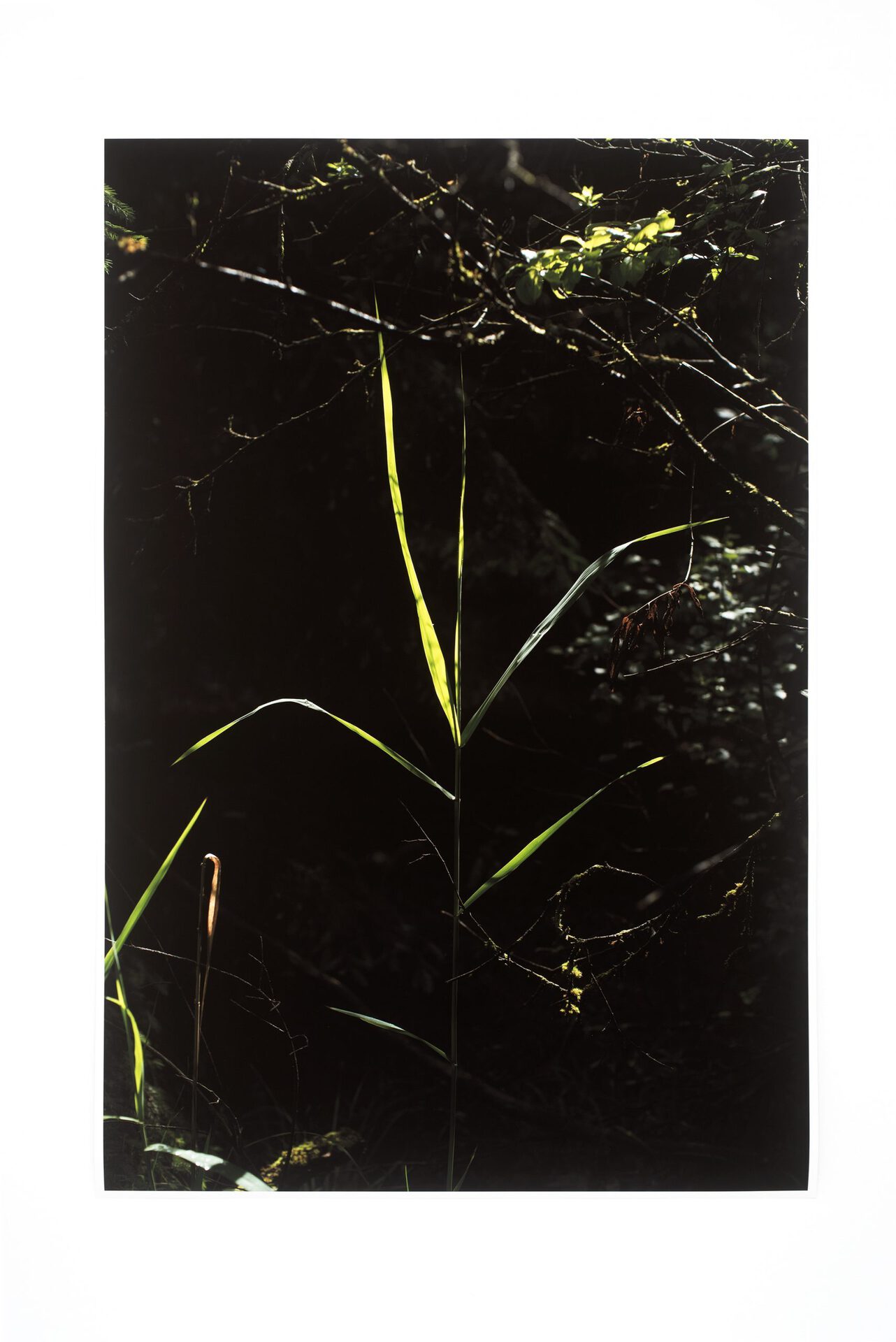 Frank Stürmer, Untitled, 2020, pigment print, edition 3 + 2 AP, 173,8 x 116 cm