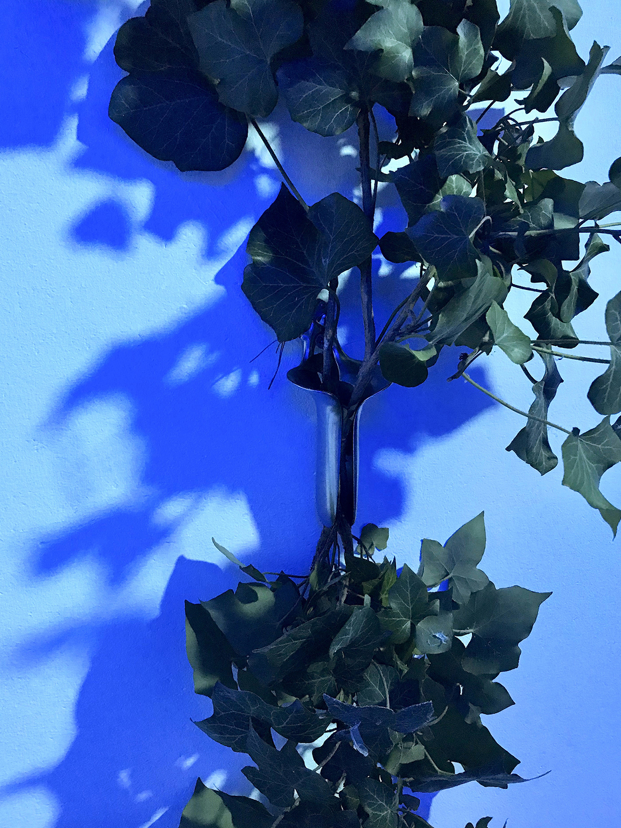 Floryan Varennes, Sempers Fidelis (details), 2020 Speculum, ivy (Hedera helix), blue light 160 x 40cm