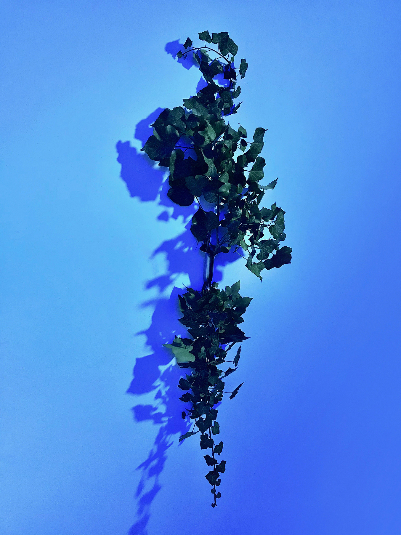 Floryan Varennes, Sempers Fidelis, 2020 Speculum, ivy (Hedera helix), blue light 160 x 40cm