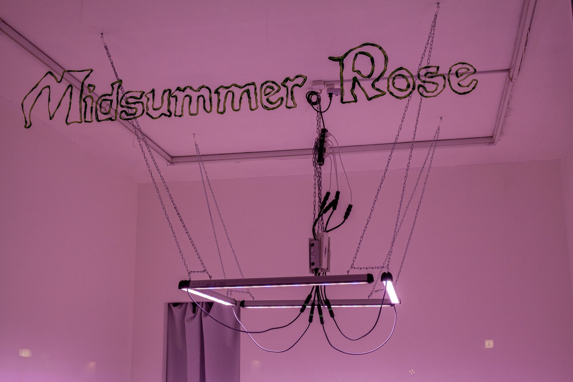Midsummer Rose: text written on window, rubber latex, acrylic paint, 2021