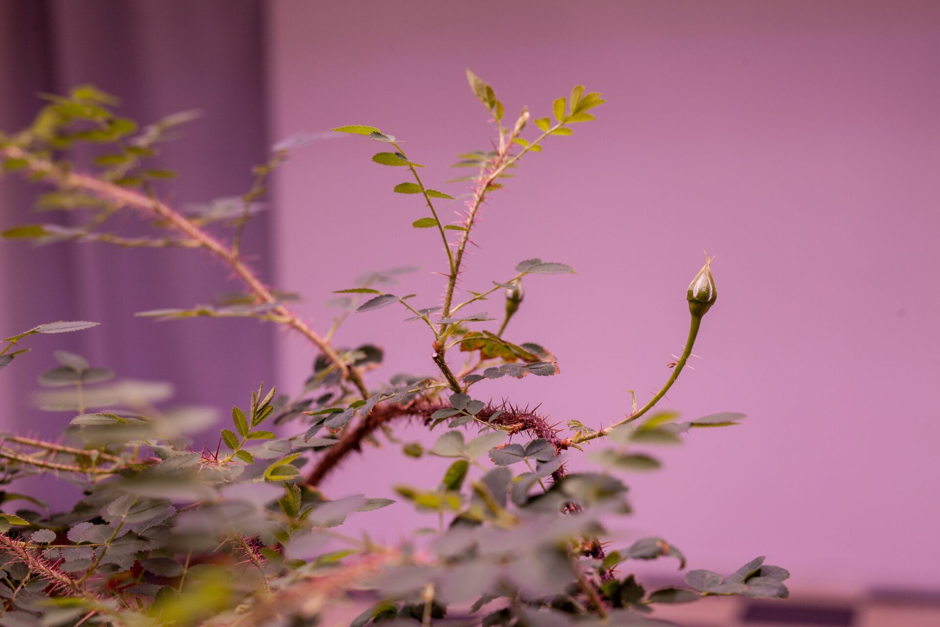 Juhannusruusu, rose bushes in soil, 2021