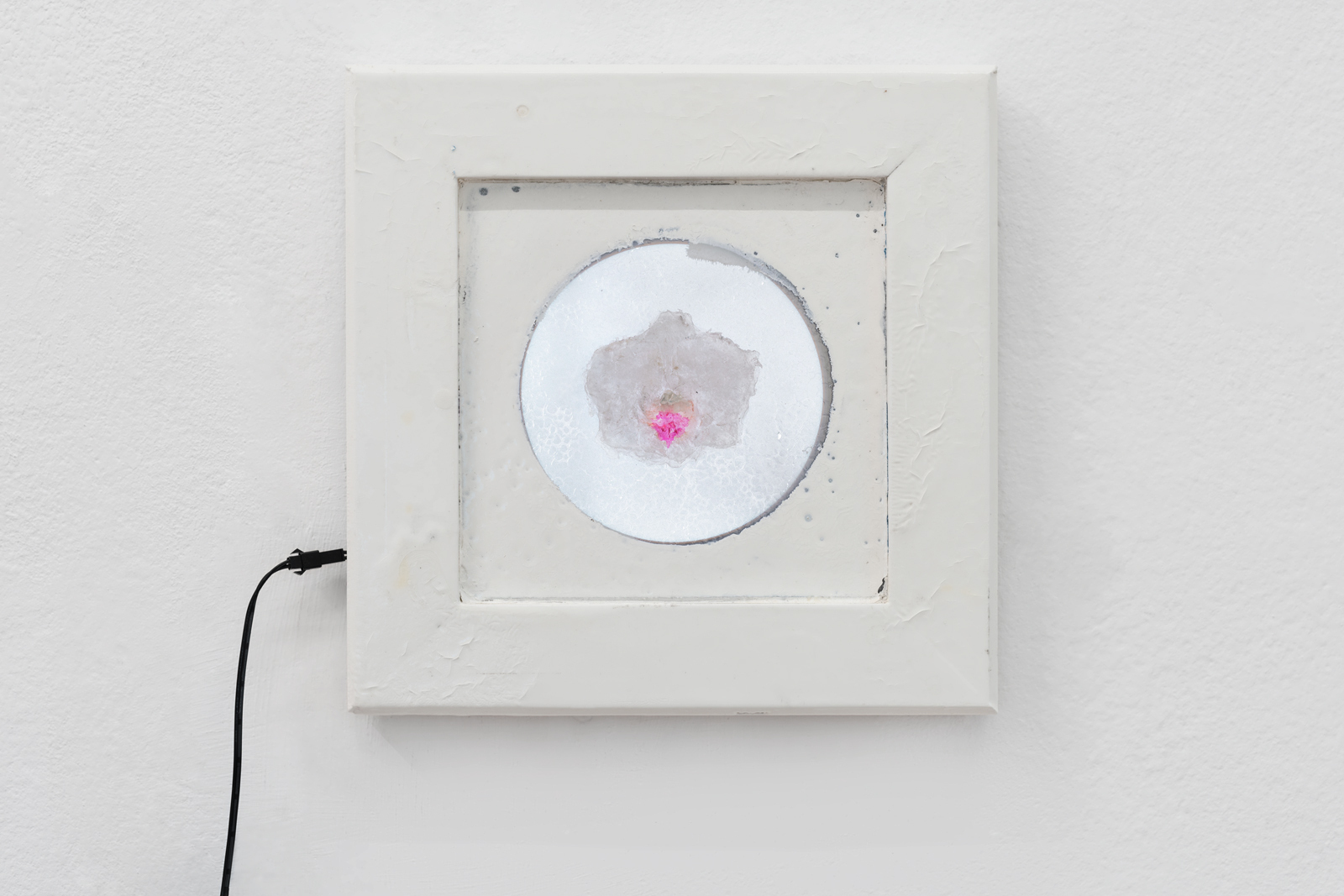 Jason Gomez, Thai Dendrobium hybrid, 2020, Acrylic, pigment mirrored plexiglass, polyurethane, enamel, plywood frame 12V lighting component 28x28x2 cm