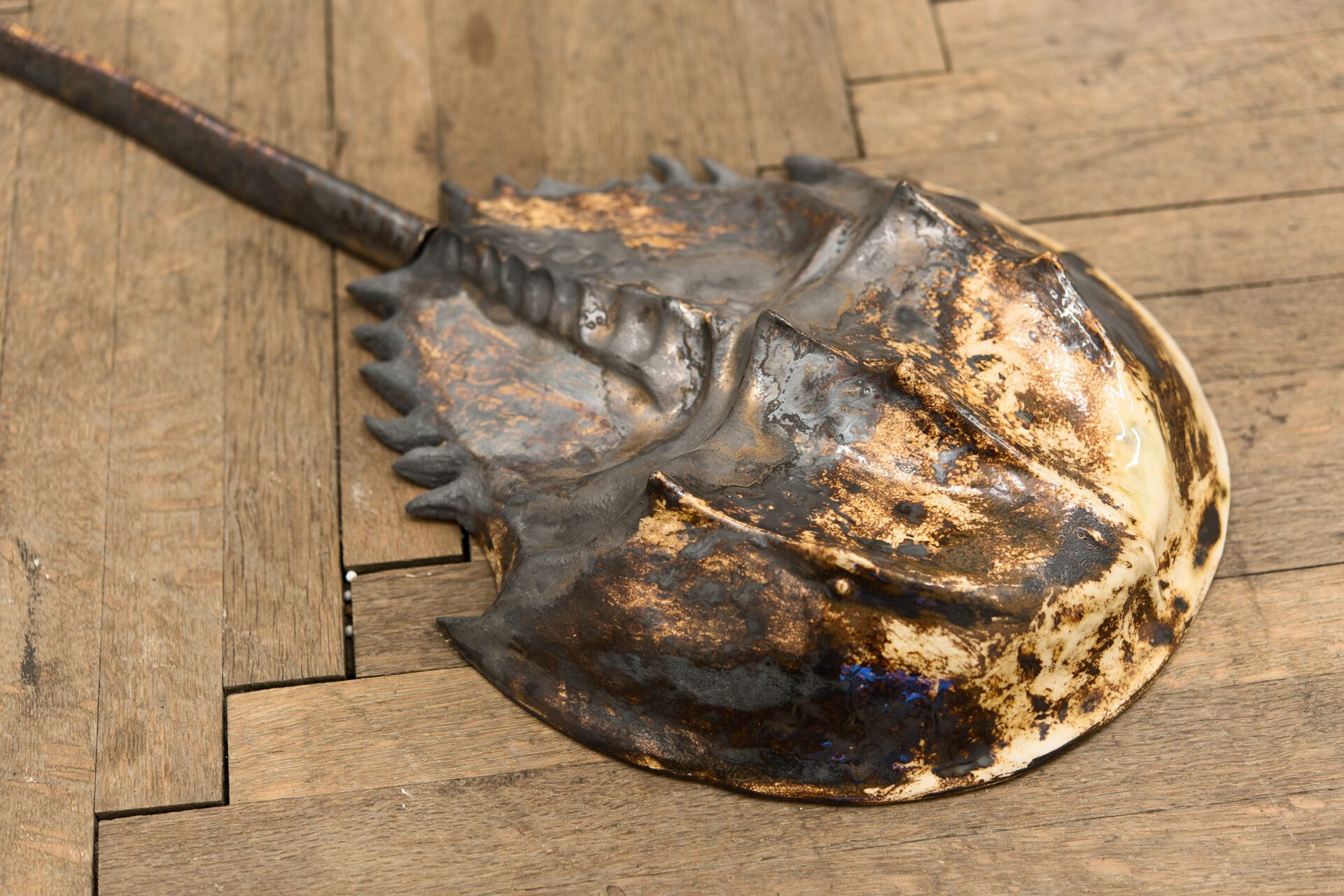 Veronika Abigail Beringer, horseshoe crabs, 2021, series of ceramic objects