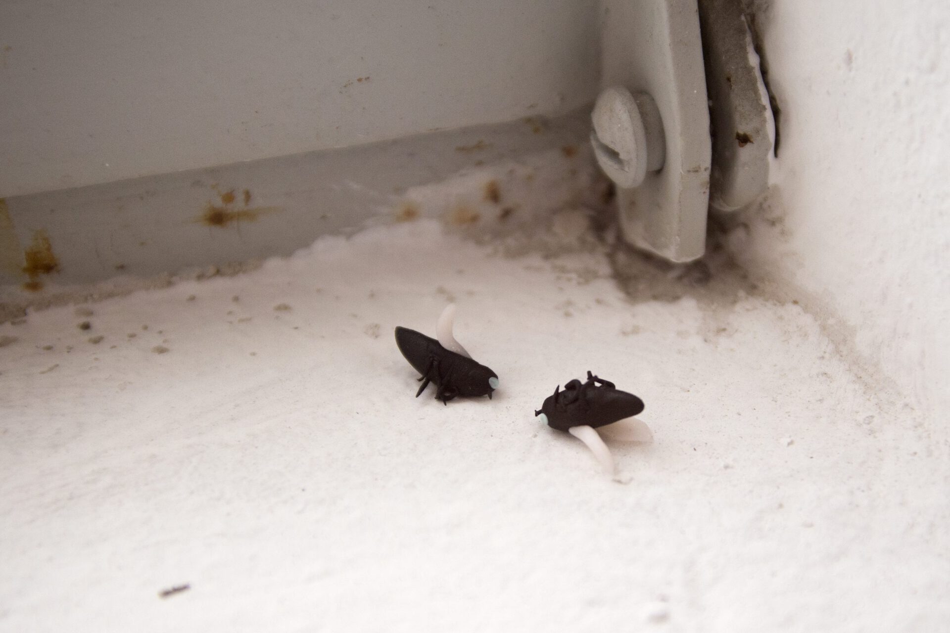 Dead Flyes, Sophie Conus, exhibition view