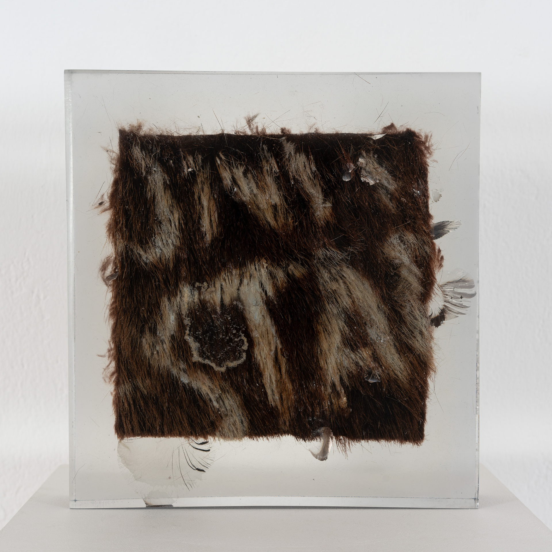 Rebekka Benzenberg, G-STAR, 2021, Fur and bleaching agent in polyester resin, ca. 26 x 26 x 5 cm