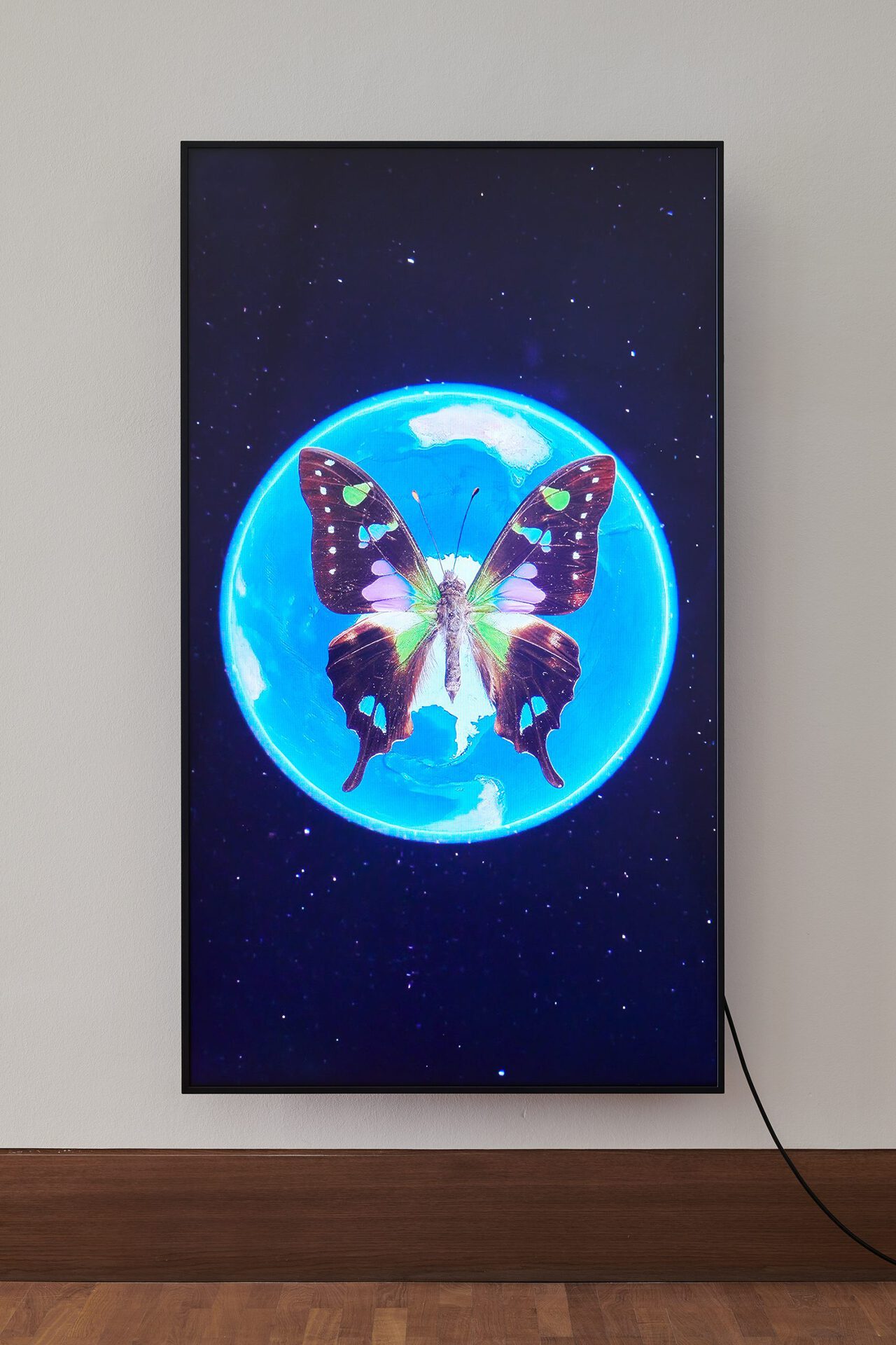 Alex Grein, Graphium weiskei, Neuguinea, 2021, 1-Kanal HD-Video, 75“ 4K LED LC-Display