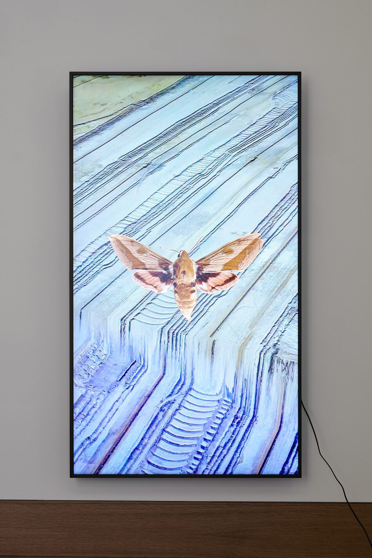 Alex Grein, Hyles euphorbiae, Europa, 2021, 1-Kanal HD-Video, 75“ 4K LED LC-Display