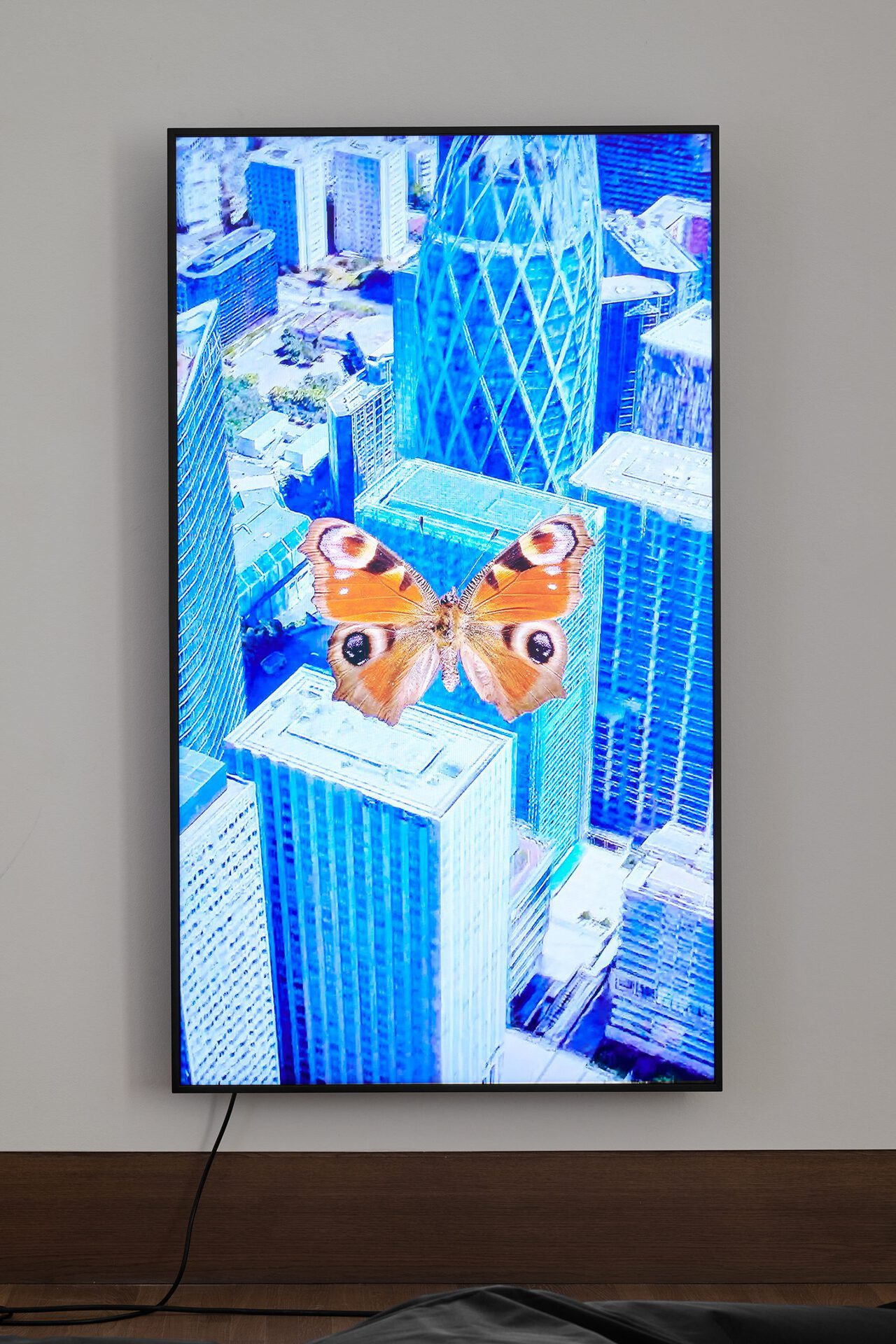 Alex Grein, Aglais io, Frankreich, 2021, 1-Kanal HD-Video, 75“ 4K LED LC-Display