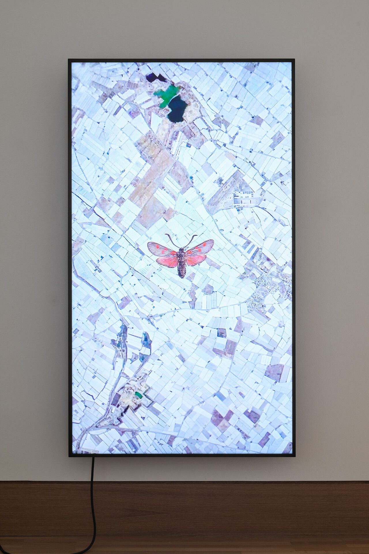 Alex Grein, Zygaena Ionicerae, Nord-Italien, 2021, 1-Kanal HD-Video 75“ 4K LED LC-Display