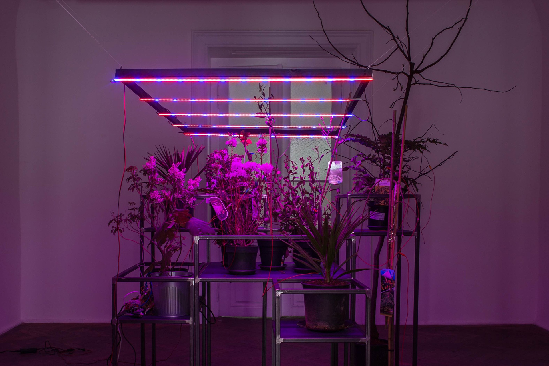 Tijana Radenkovic, Eden Immortal Place, 2021, Instalation with plants and sound, dimension variabile