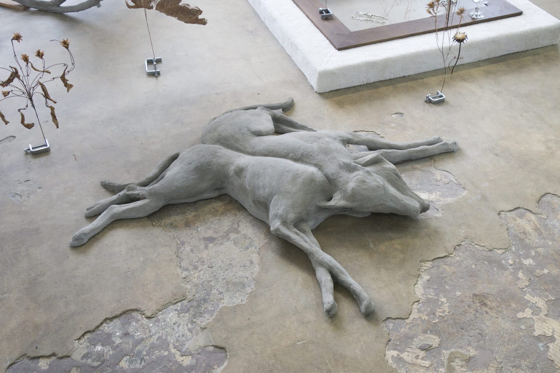 Xolo Cuintle, Xolo & Cuintle, 2020, Concrete, L 115 × P 130 × H 20 cm