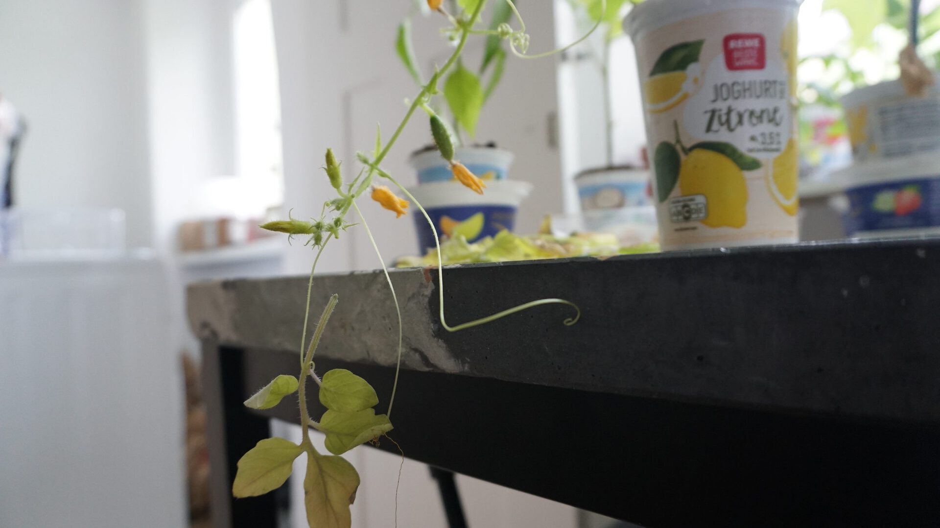 Angharad Williams, Nature is nature is nature but it’s also much more depending on your perspective, 2021, HD single channel video. Images taken 26th April–2nd June 2021. Photo: Maximilian Anelli-Monti