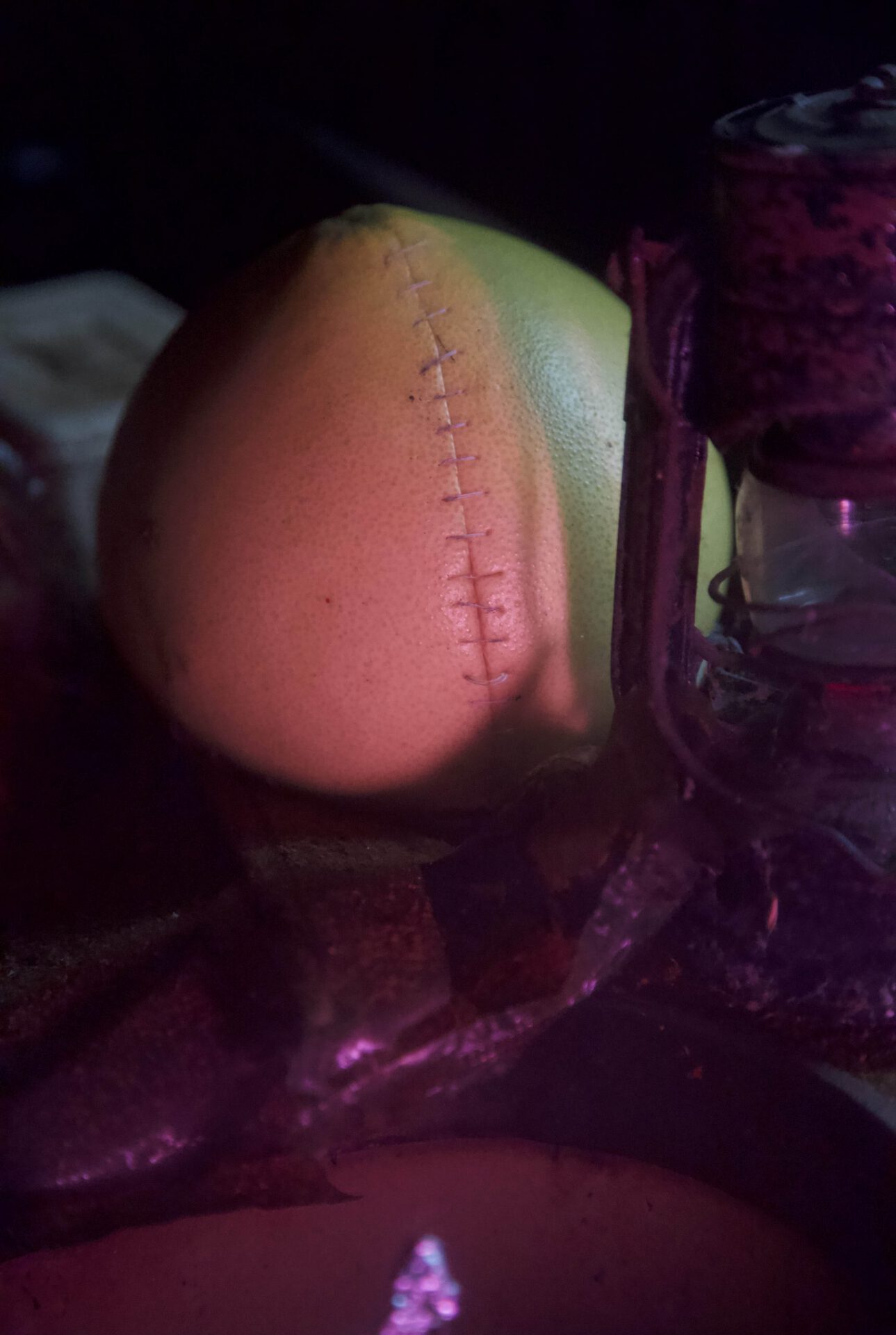 PGS - CYP3A4 harvest, 2020