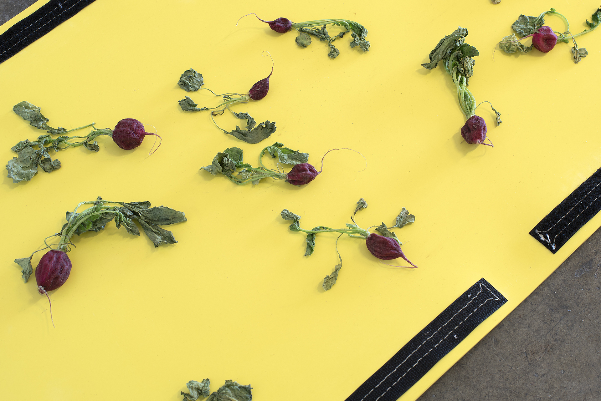 Mikko Kuorinki, Radishes on Salisbury Insulating Blanket (detail), 2021, radishes, rubber blanket