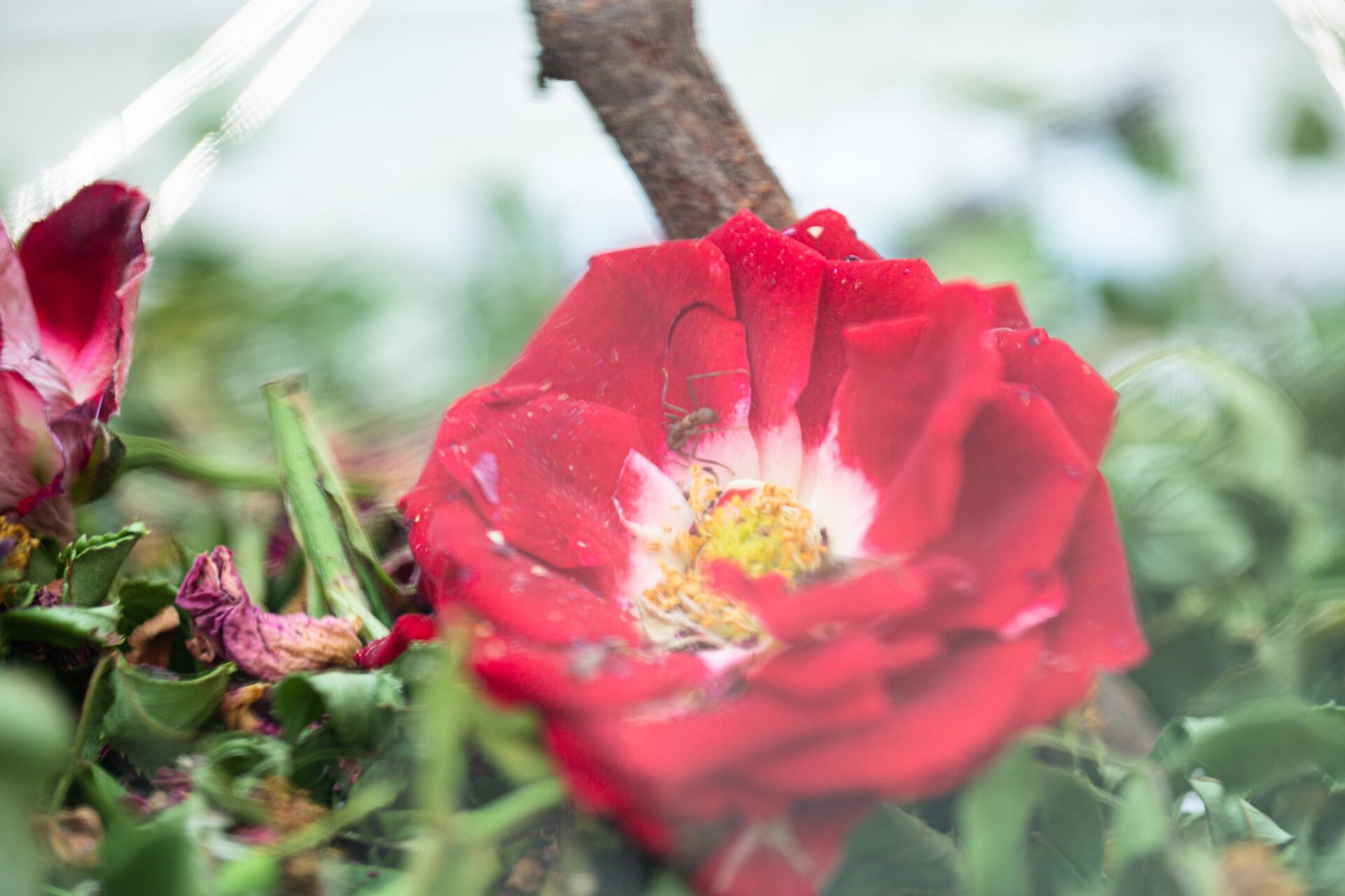 Maximilian Prüfer, Ants on Body Scale, 2021, Detail 01