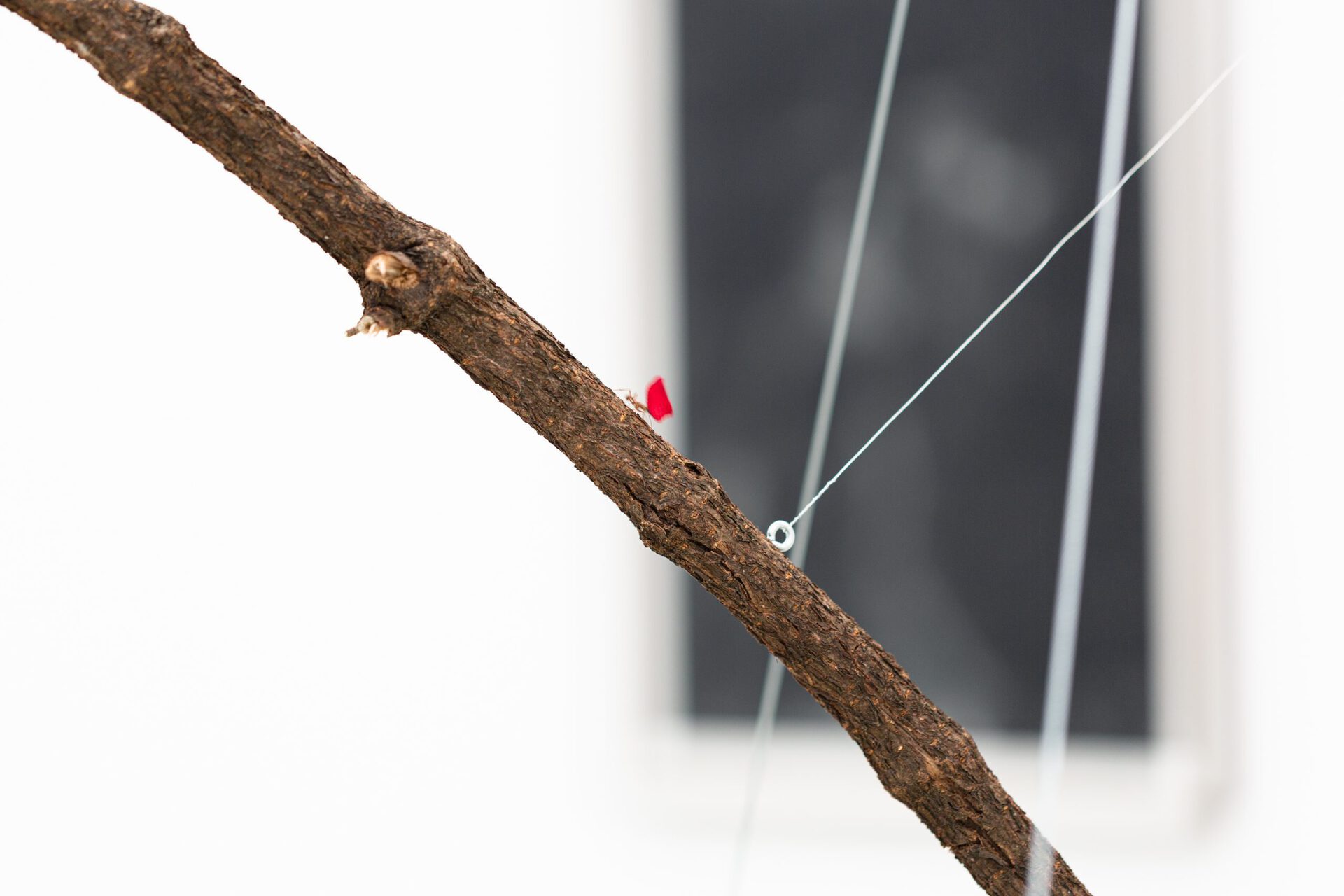Maximilian Prüfer, Ants on Body Scale, 2021, Detail 02