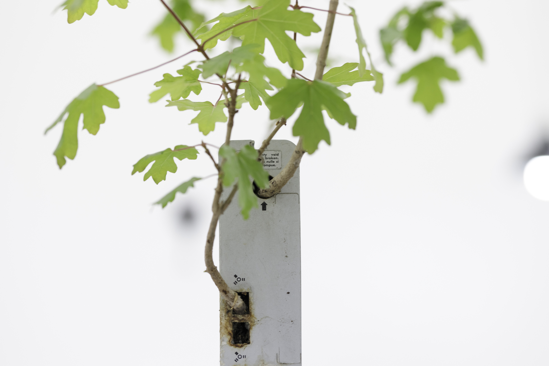 Michel Blazy and Enzo Mianes, 2021, 2021, human skull, hard drive, maple tree, metal, 50x50x140 cm. Courtesy of In extenso. Picture: Ludovic Combe