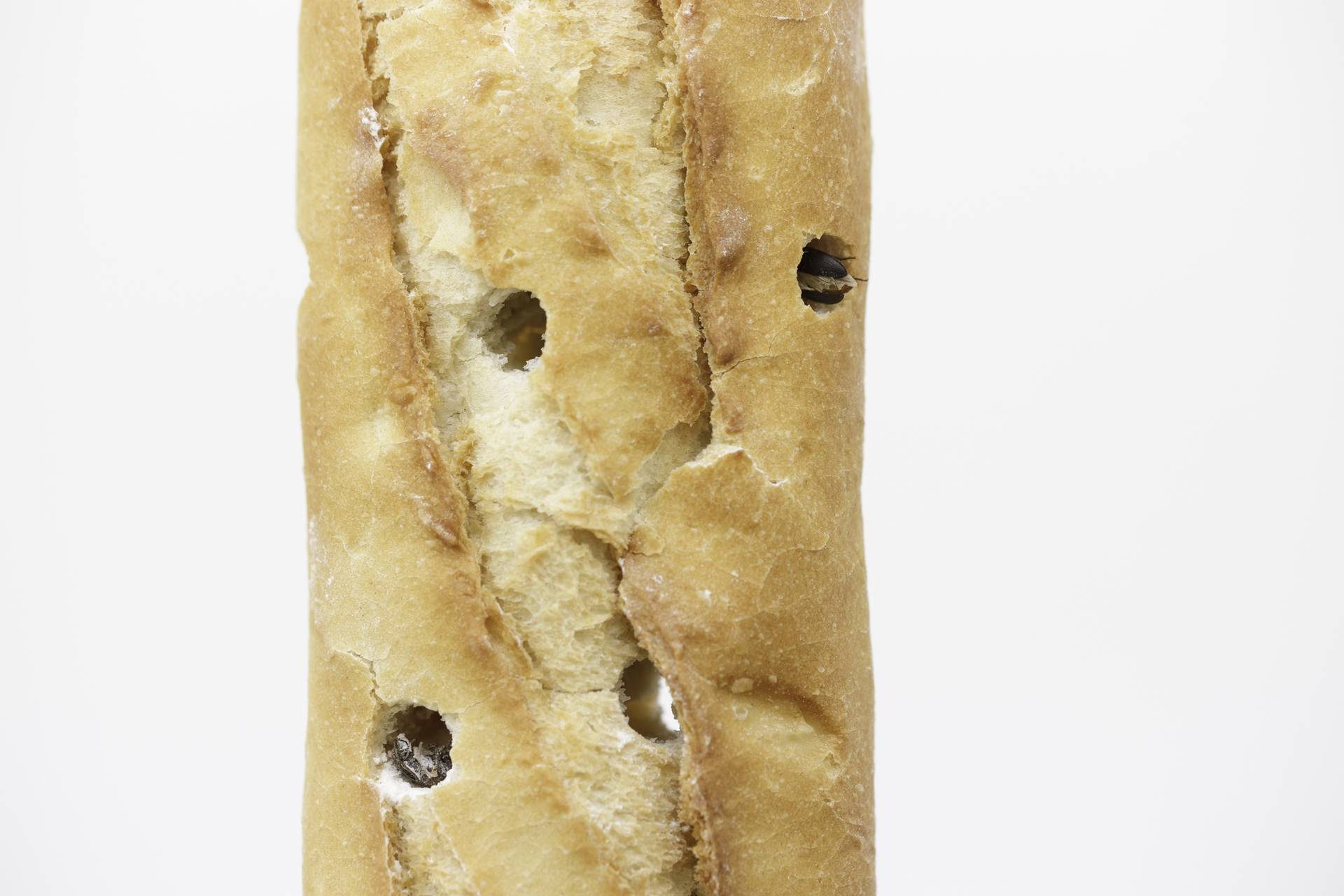 Michel Blazy, Ténébrion meunier, 2009, bread, mealworms, flour, salad bowl, variable dimensions. Courtesy of In extenso. Picture: Ludovic Combe