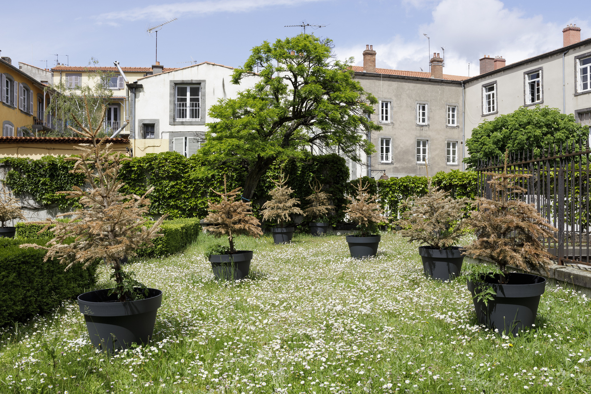 Michel Blazy, Noël en Août, 2009, tomato plants, dead Christmas trees, variable dimensions, Hôtel de Chazerat. Courtesy of In extenso. Picture: Ludovic Combe