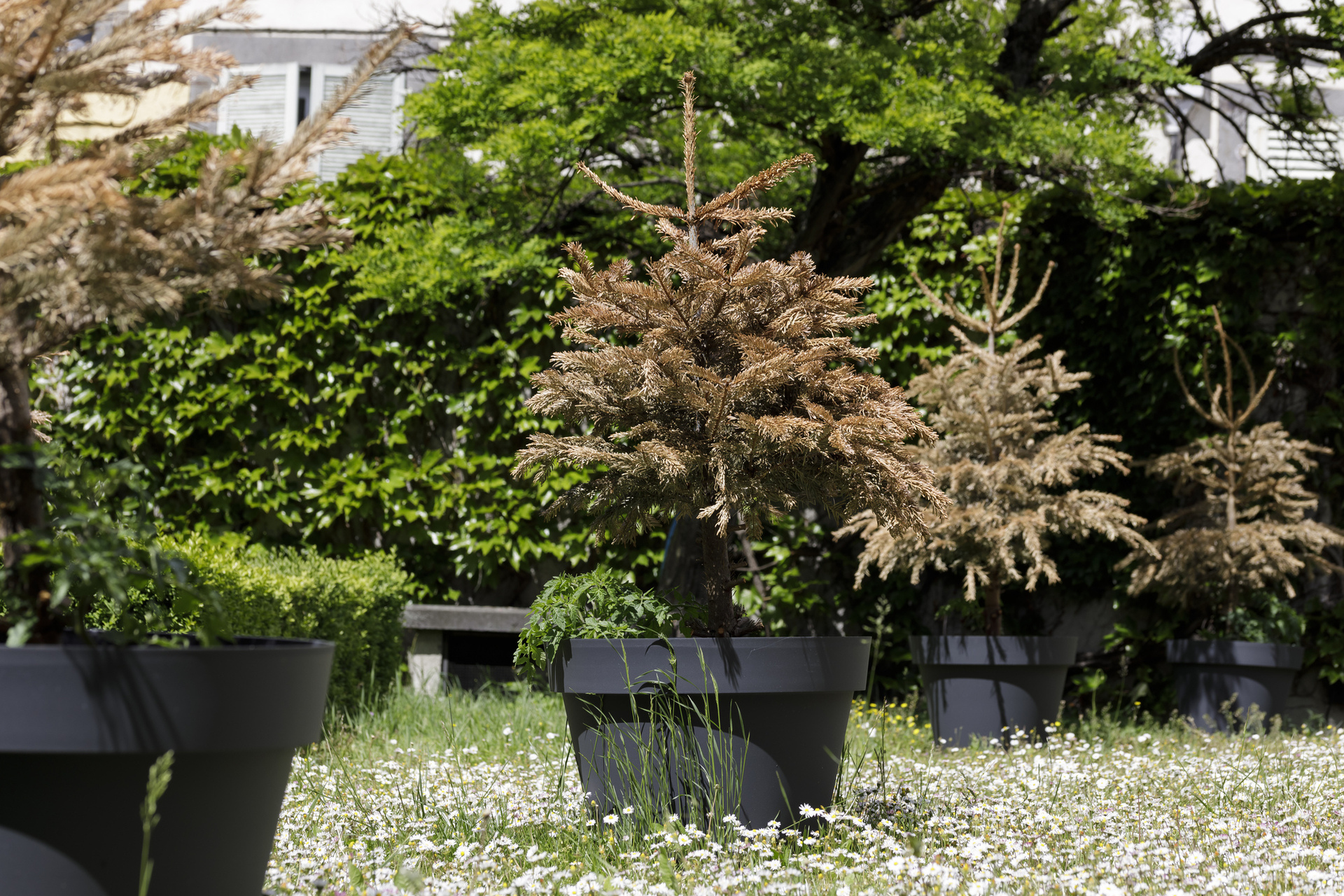 Michel Blazy, Noël en Août, 2009, tomato plants, dead Christmas trees, variable dimensions, Hôtel de Chazerat. Courtesy of In extenso. Picture: Ludovic Combe