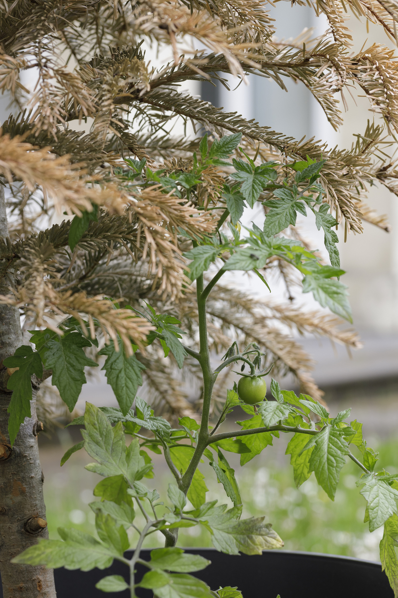 Michel Blazy, Noël en Août, 2009, tomato plants, dead Christmas trees, variable dimensions, Hôtel de Chazerat. Courtesy of In extenso. Picture: Ludovic Combe