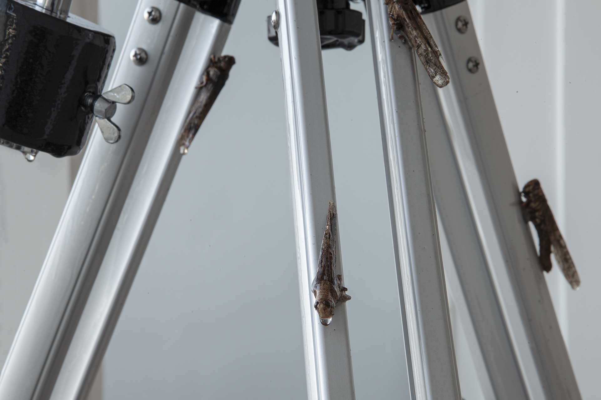 Untitled, 2021, telescope, locusts, epoxy resin, window film, detail