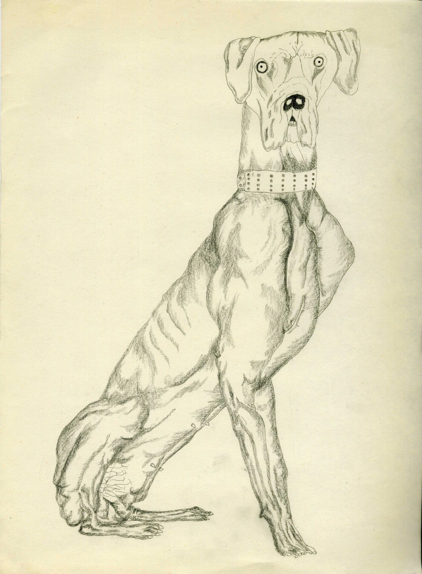 HUNDESTUDIEN- Deutsche Dogge, 2021, Color pencil and graphite on paper, wooden frame, plexiglas 38 x 29,7 cm