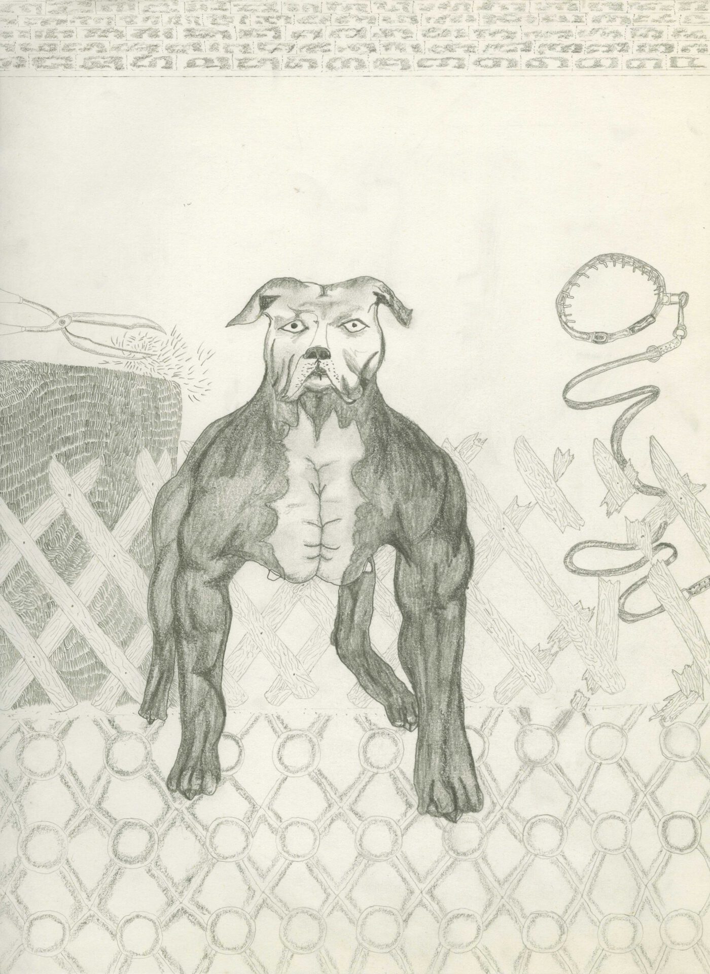 HUNDESTUDIEN- American Staffordshire Terrier, 2021, Color pencil and graphite on paper, wooden frame, plexiglas 38 x 29,7 cm