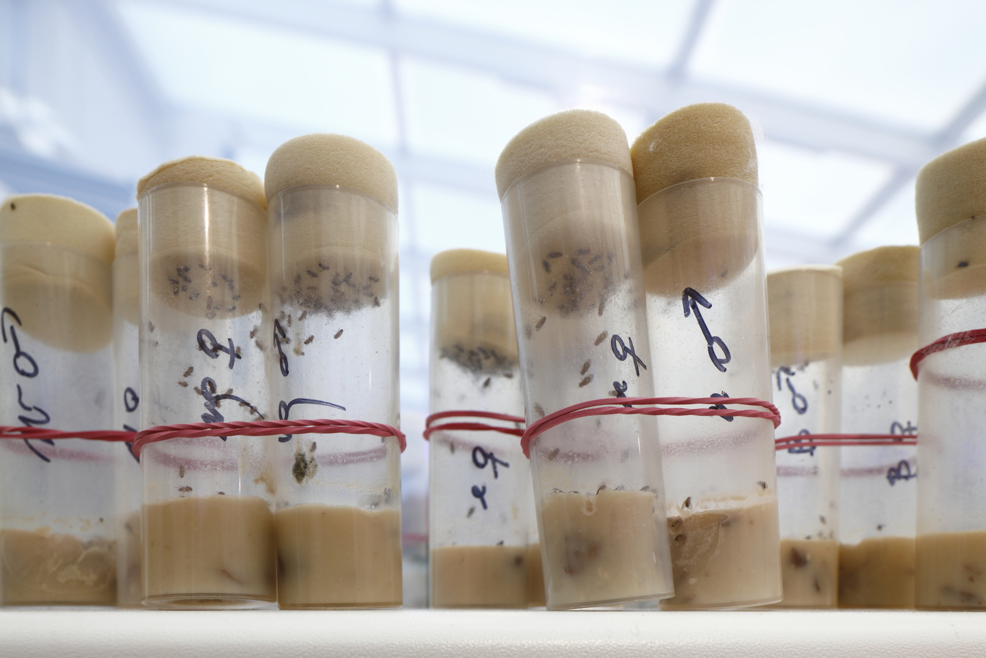 Mark Eckstrand and Kamilė Krasauskaitė “Our Beautiful Homes”. Lab fruit flies. 2021