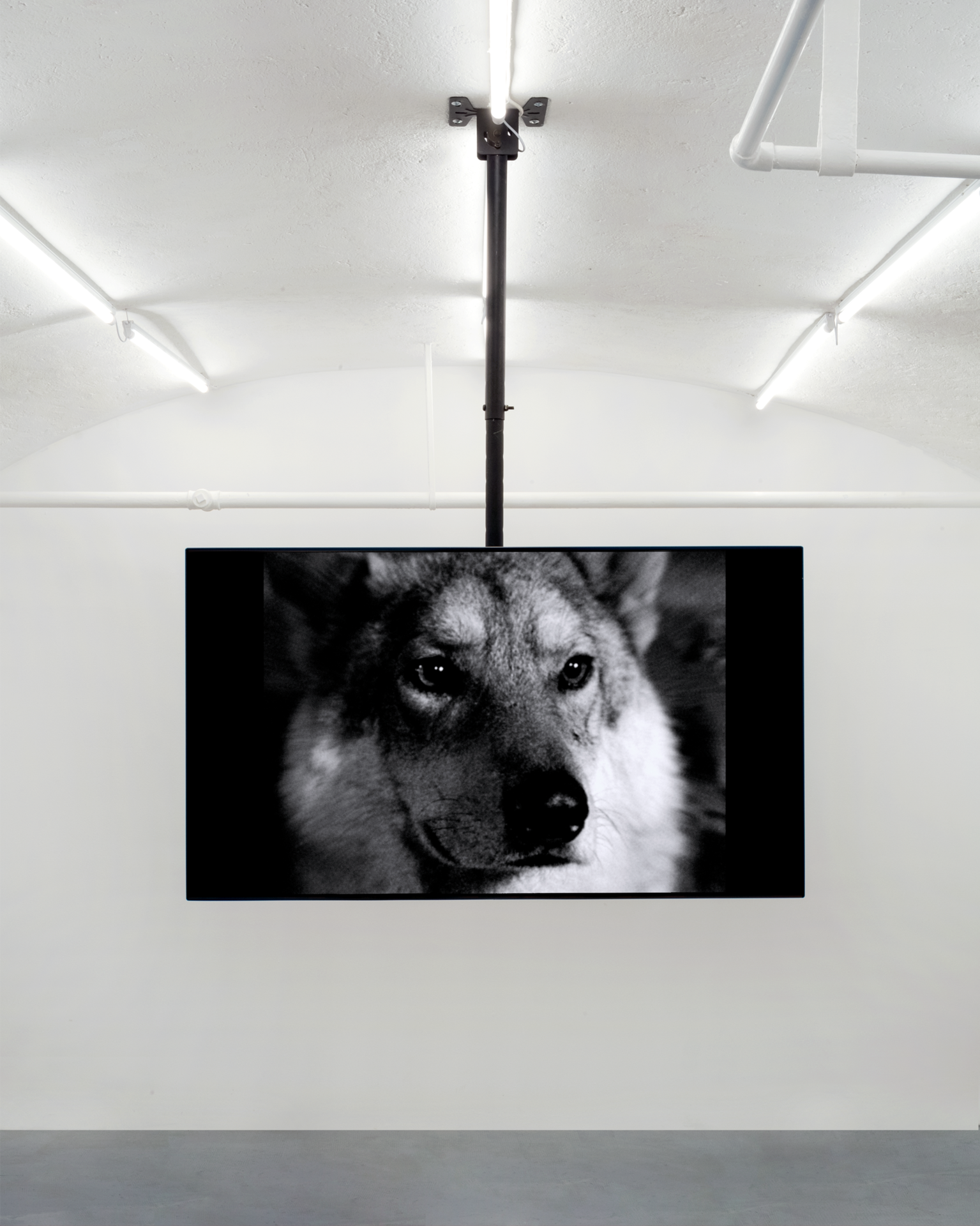 SUPER-NATURAL, Until the end, MASSIMO, Milan. Janaina Wagner, Licantropia (2020).