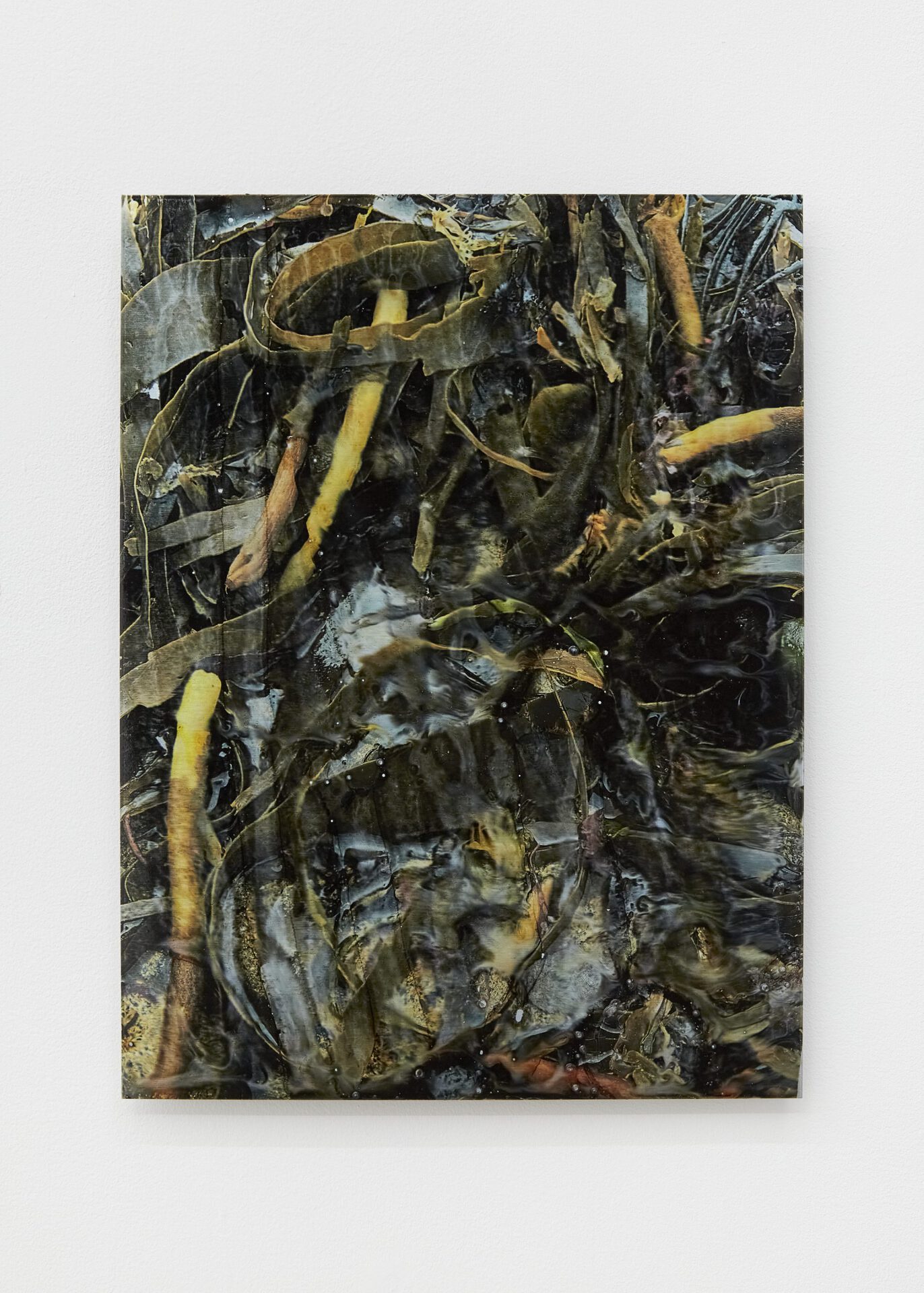 Malcolm Bradley, Plant Life vs Animal Life I, 2021. Zinc plate, hydrographic print, 40 x 30 cm