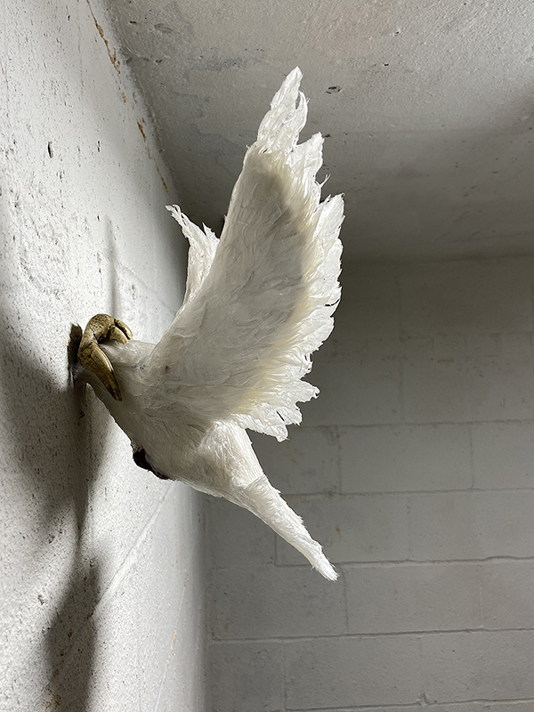 Ben Sang, Untitled (dove), 2021, faux dove, cast orangutan teeth, silicone, dimensions variable