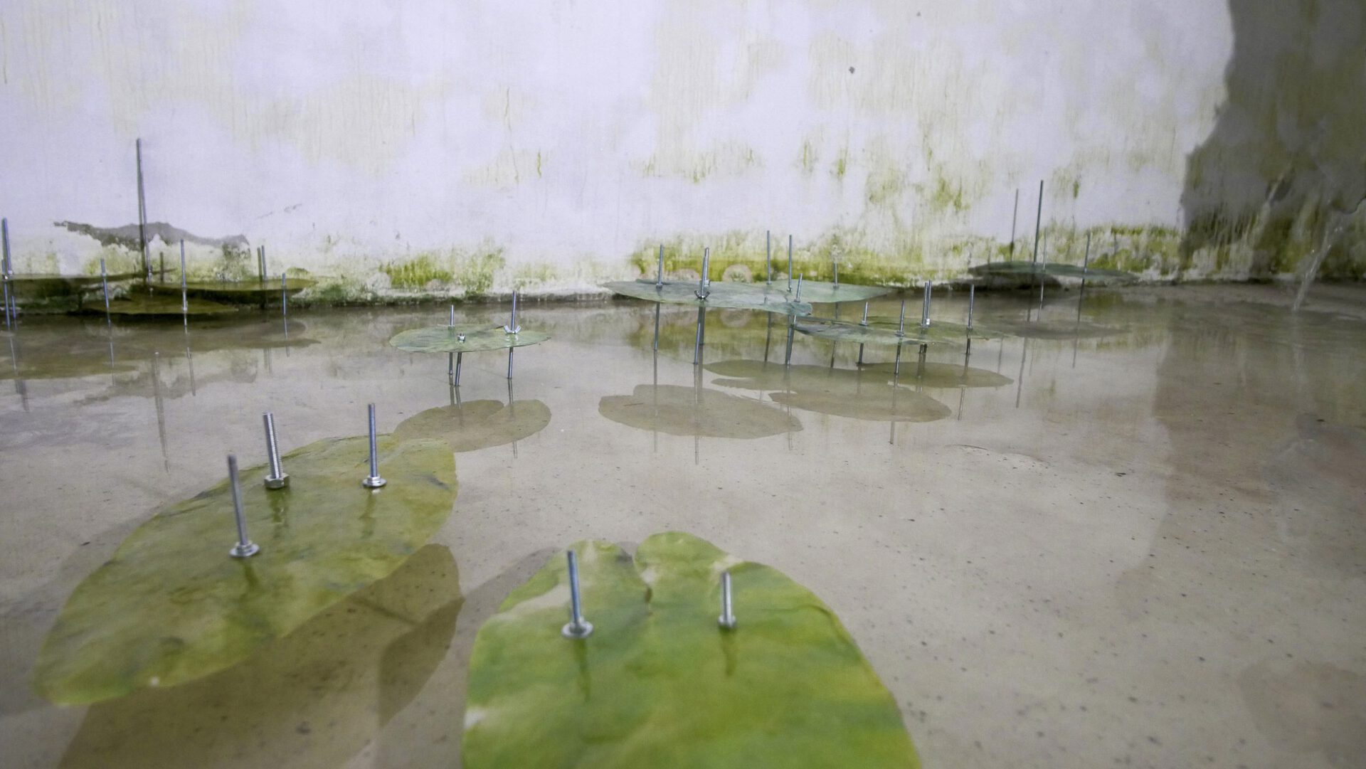 “Dragonflies’ secret place”