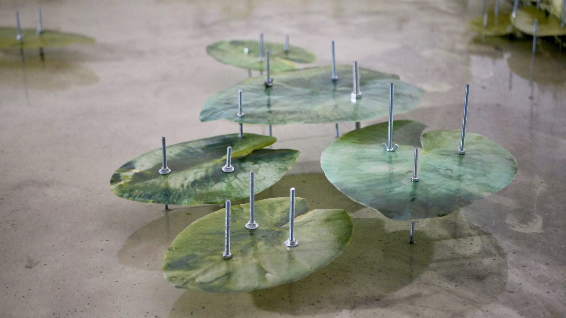 “Dragonflies’ secret place”