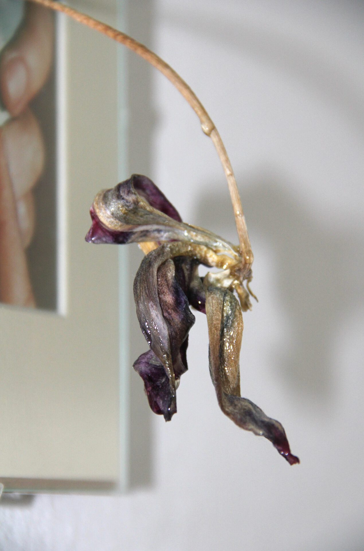 Lucky (detail), 2021, picture frame, passe-partout, print, dried orchid, resin