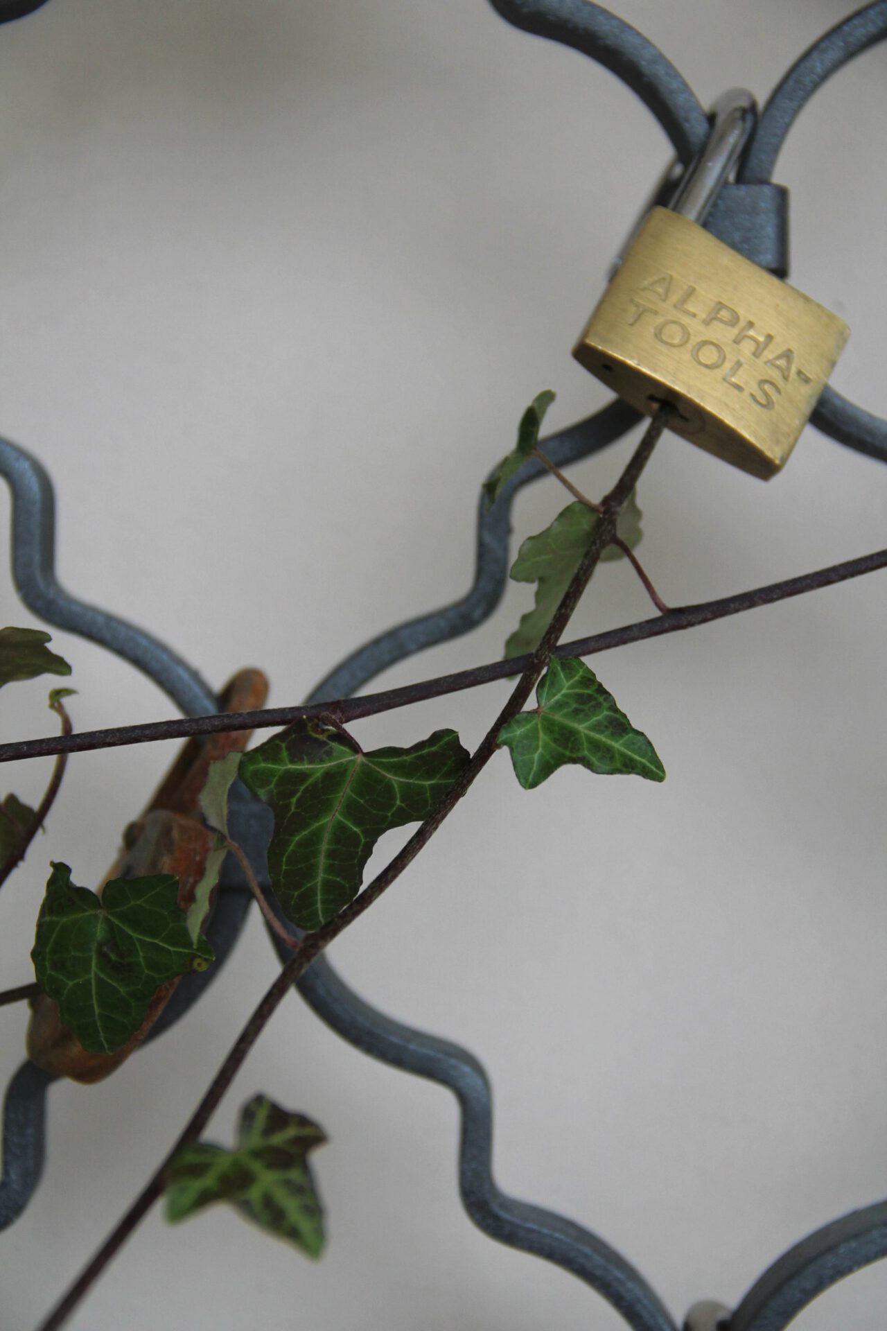 Untitled (lockpicking Ivy)(detail), 2020, powder-coated grid, common ivy (Hedera helix), cracked locks