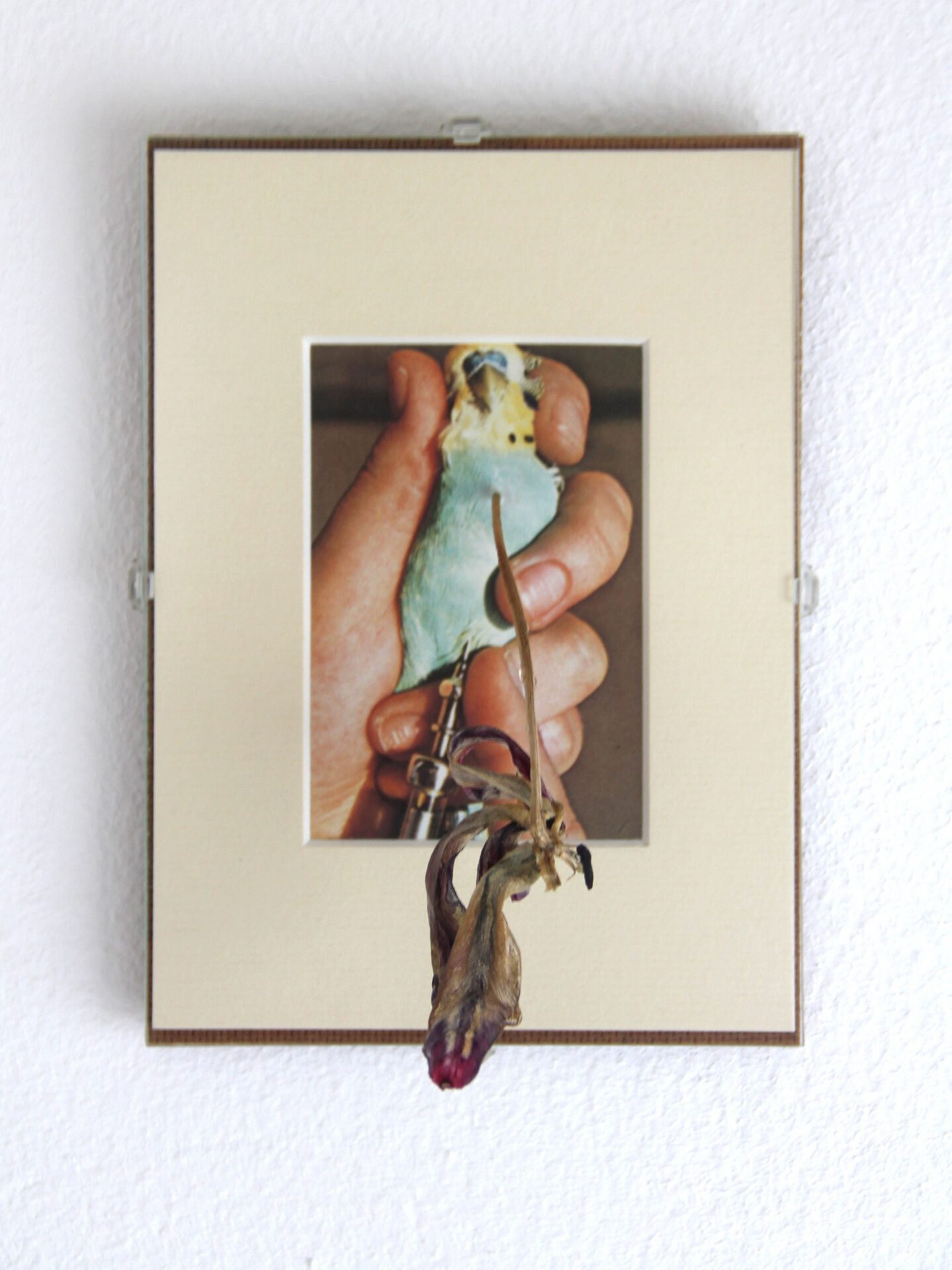 Lucky, 2021, picture frame, passe-partout, print, dried orchid, resin